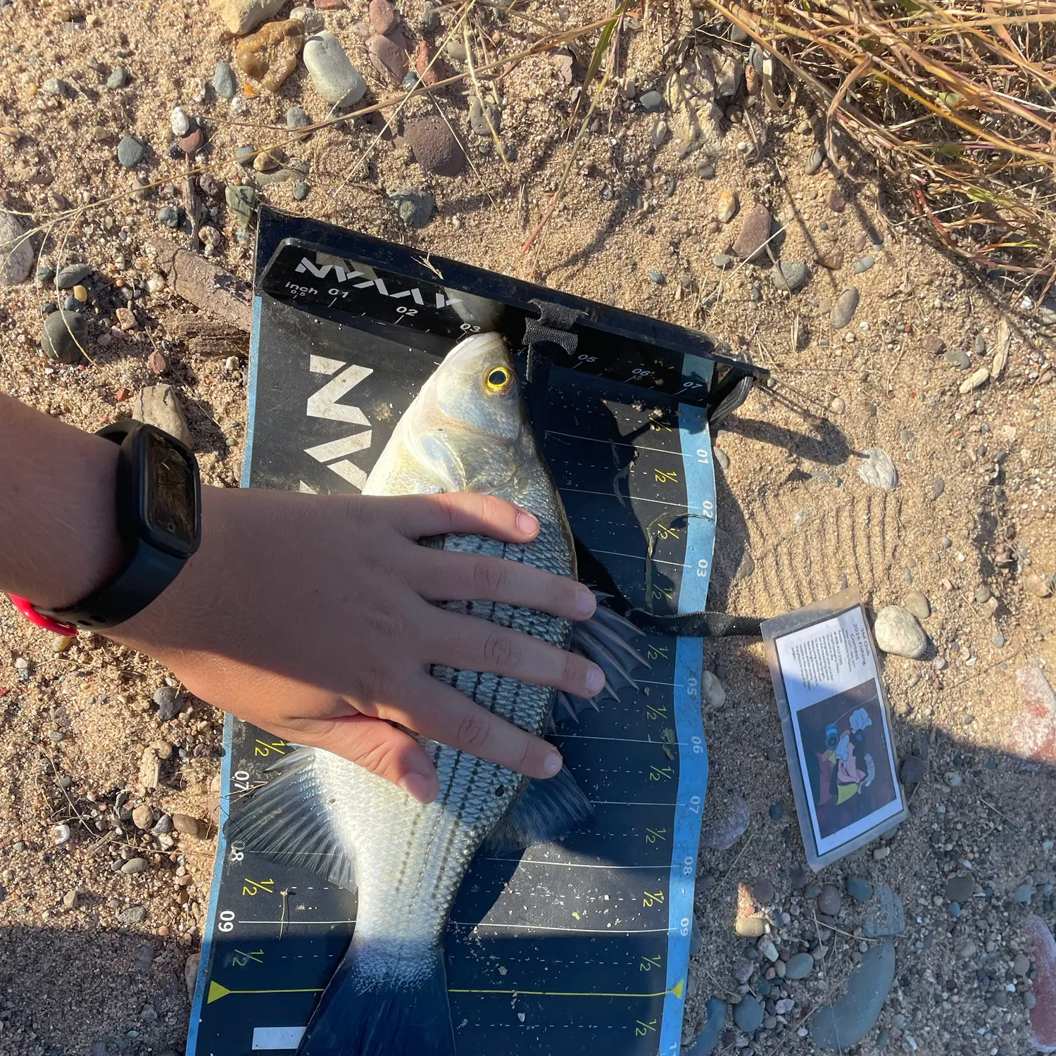 White bass caught on Fishbrain