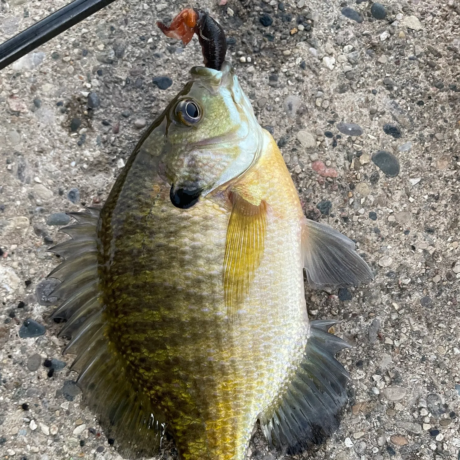 Bluegill caught on Fishbrain