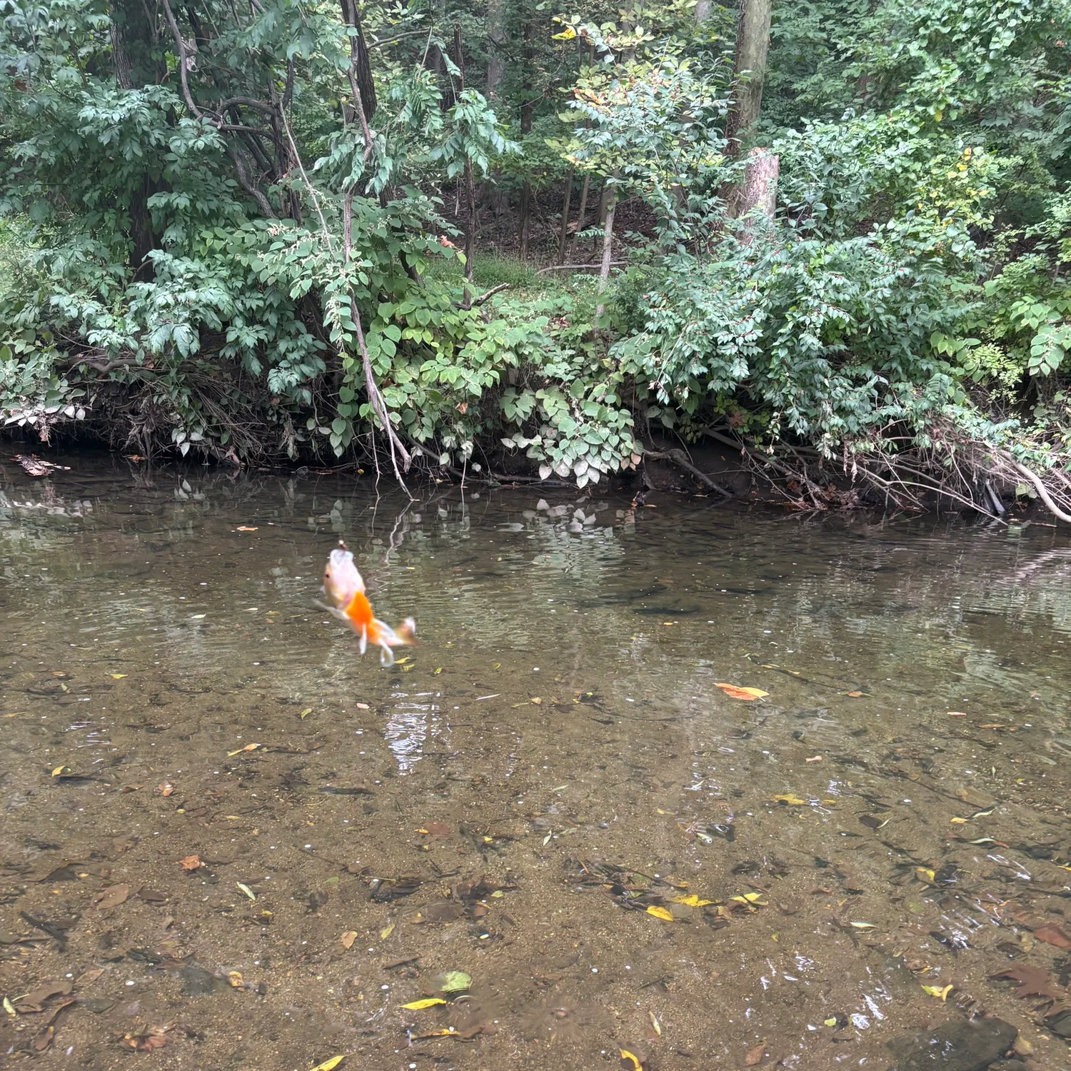 Redbreast sunfish caught on Fishbrain