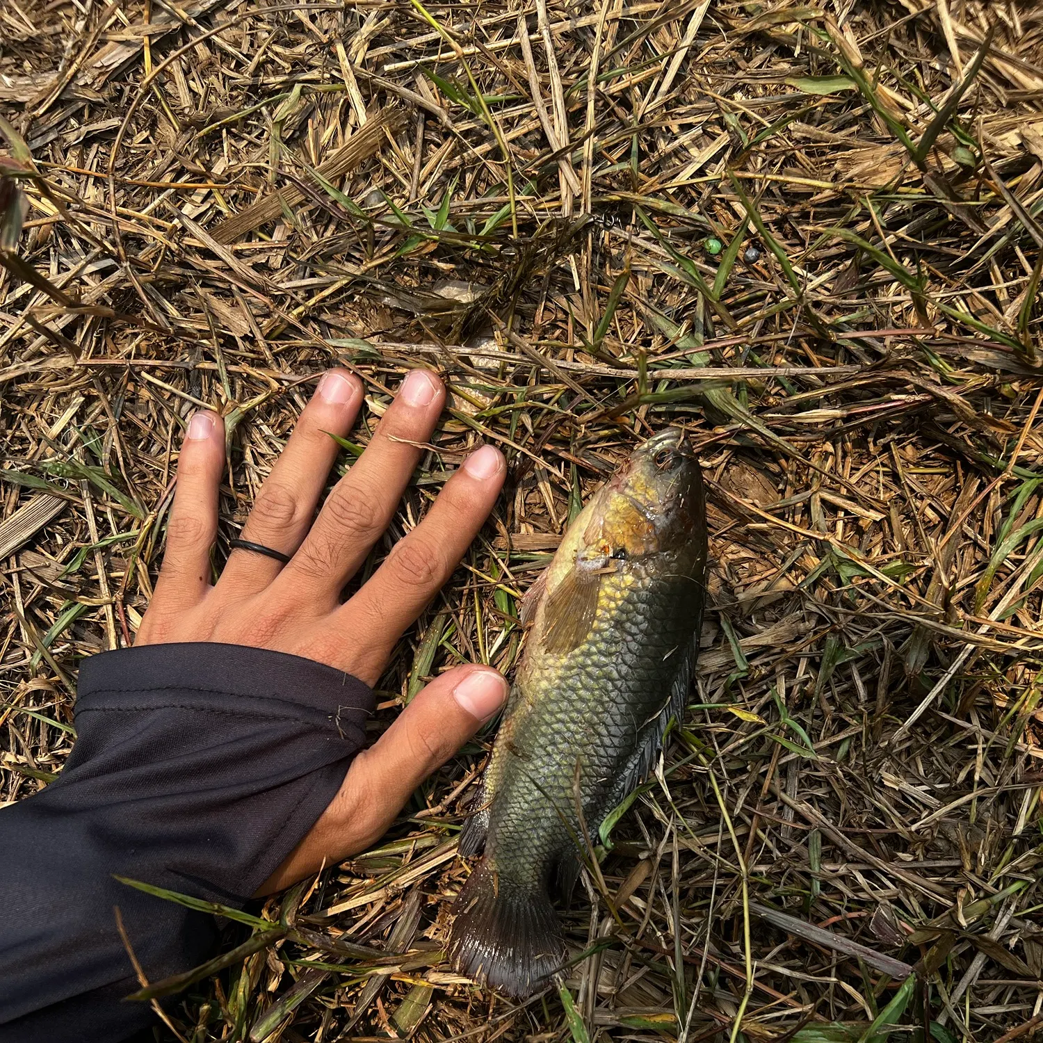 Climbing perch caught on Fishbrain
