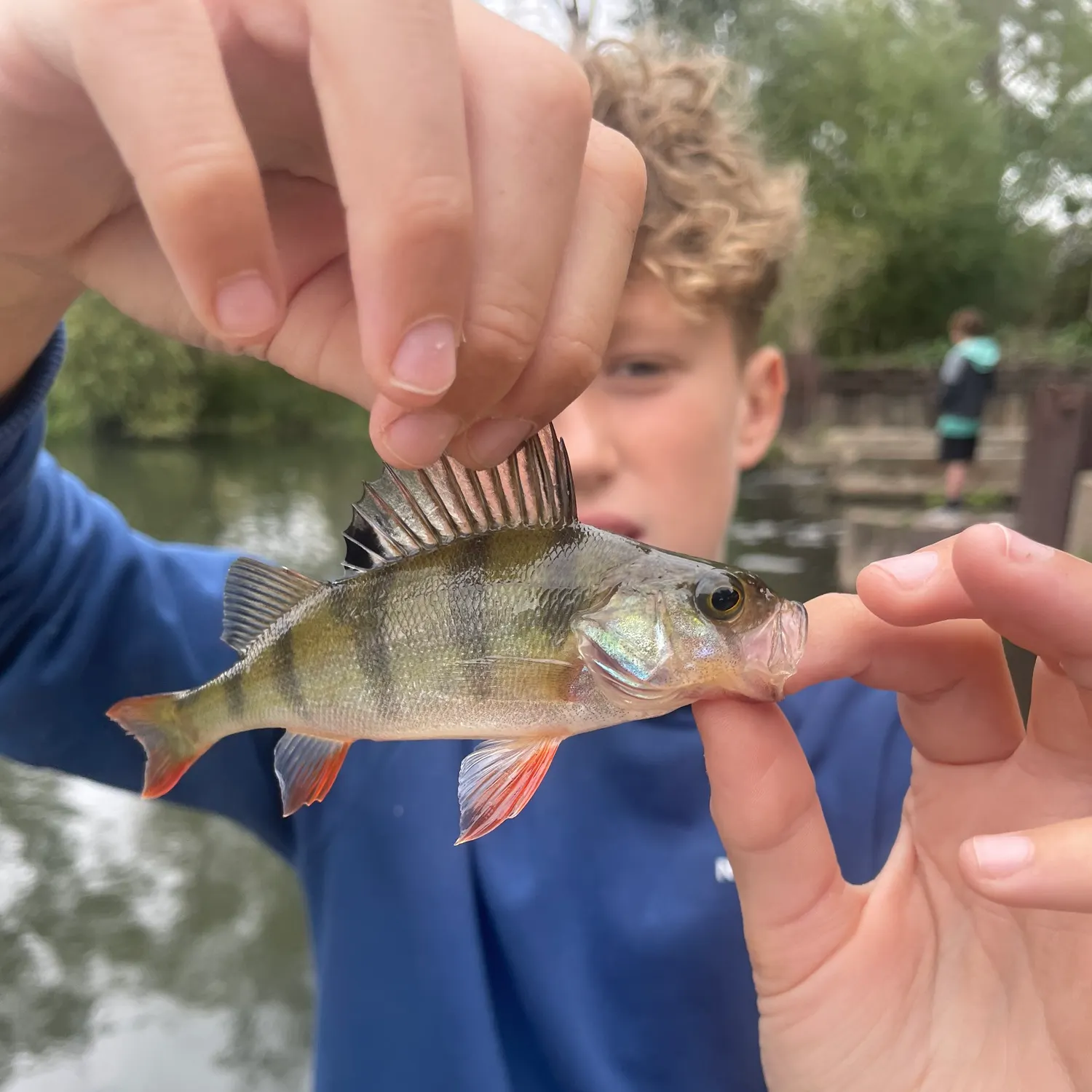European perch caught on Fishbrain