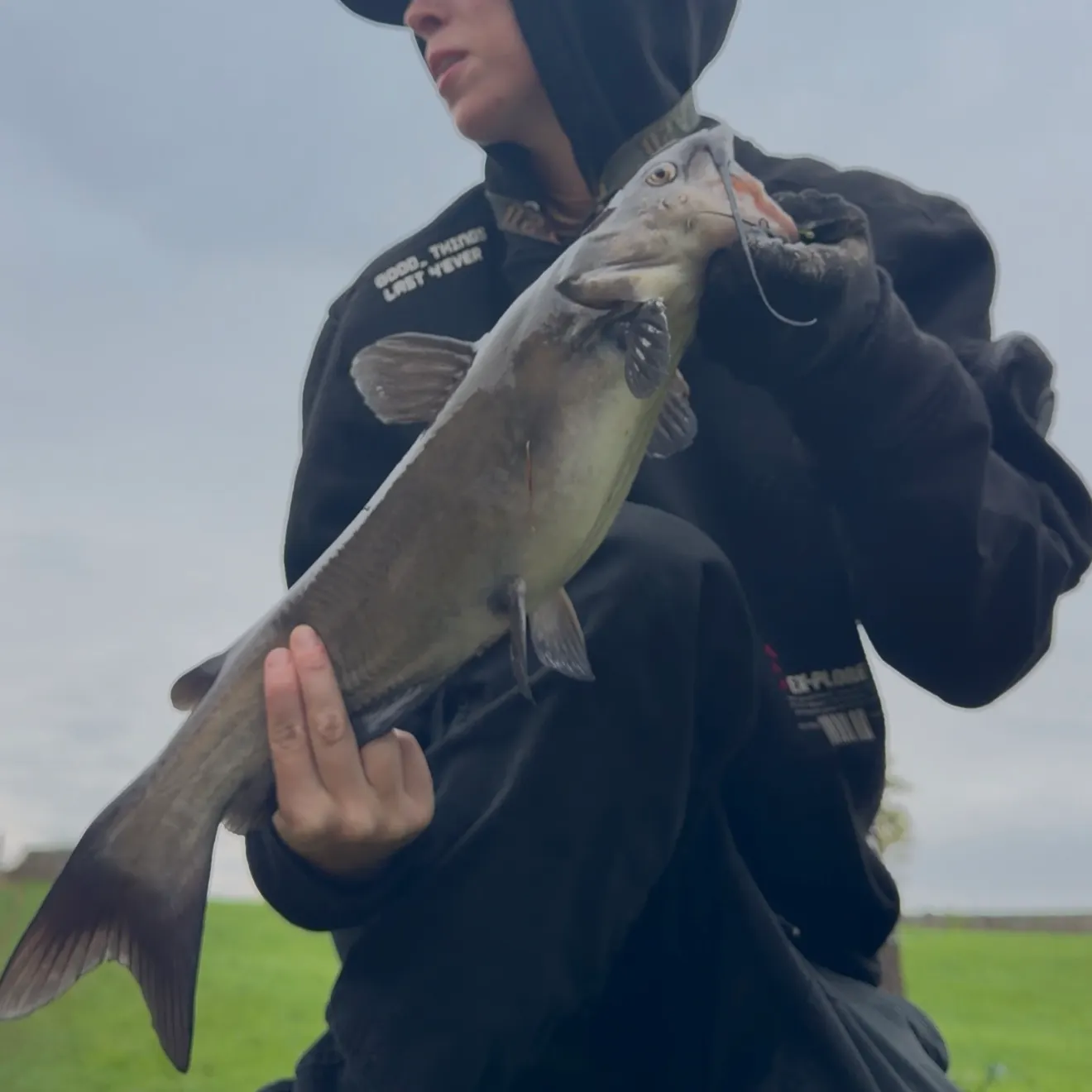 Channel catfish caught on Fishbrain