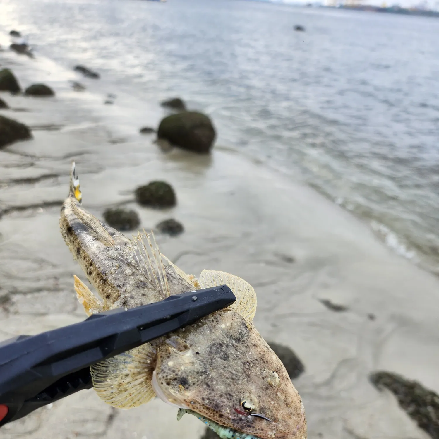 The most recent Black-banded flathead catches on Fishbrain