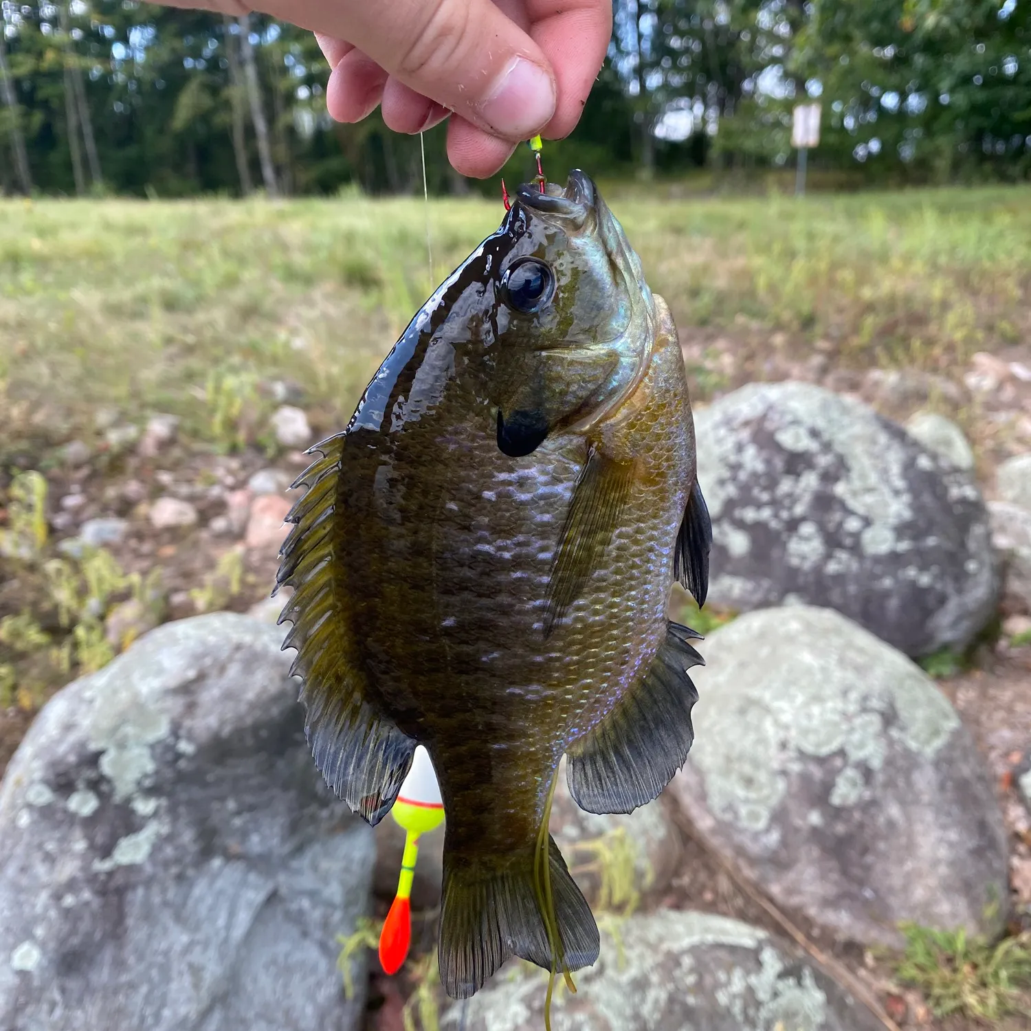 Bluegill caught on Fishbrain