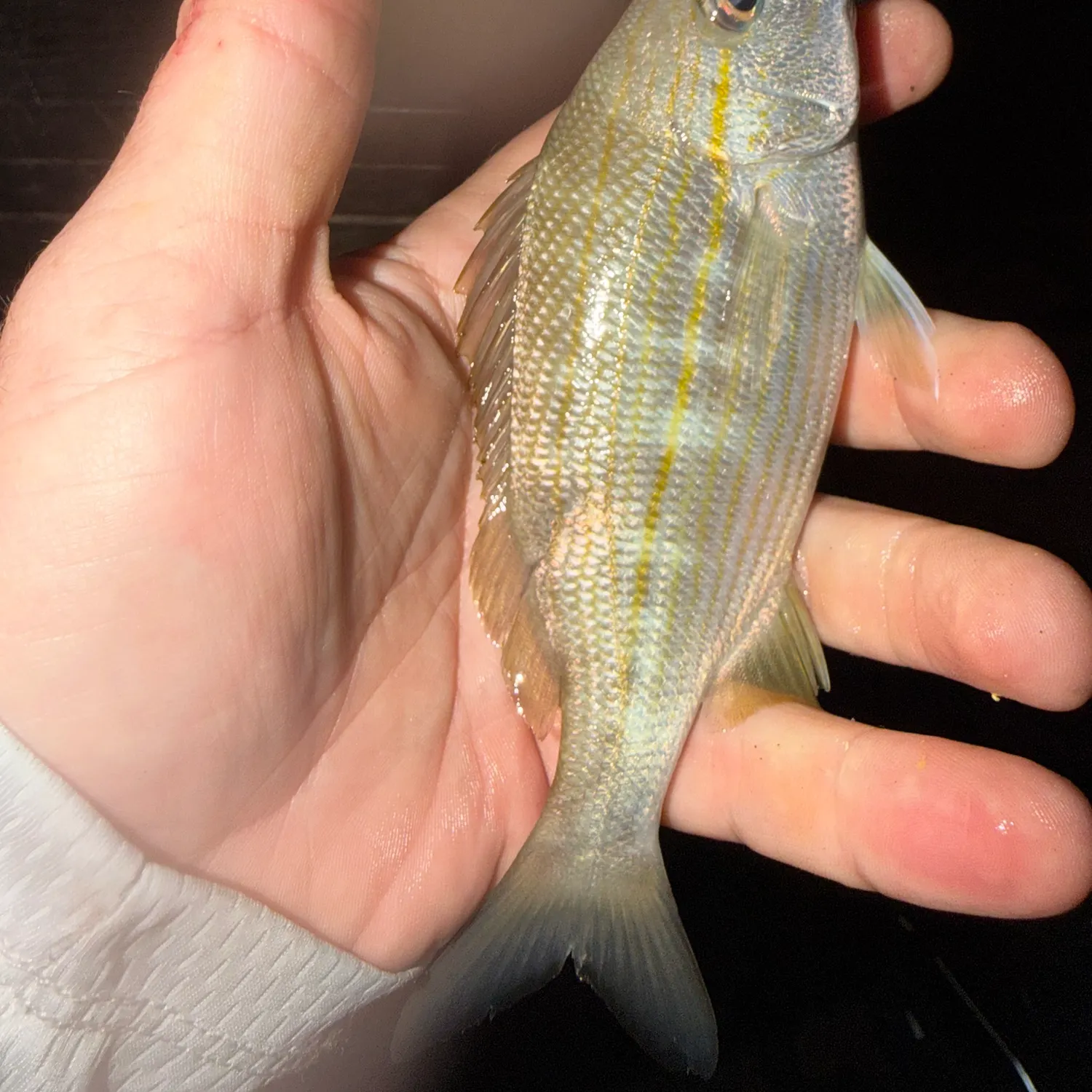 The most recent Pinfish catches on Fishbrain