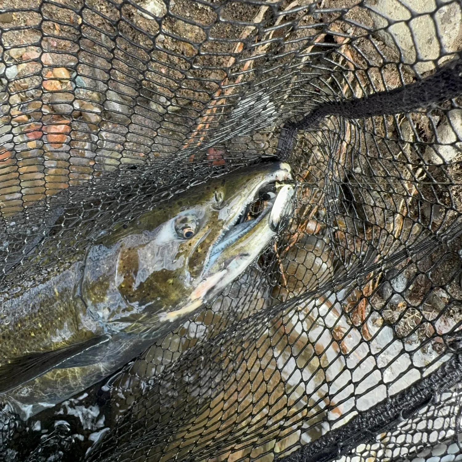Chinook salmon caught on Fishbrain
