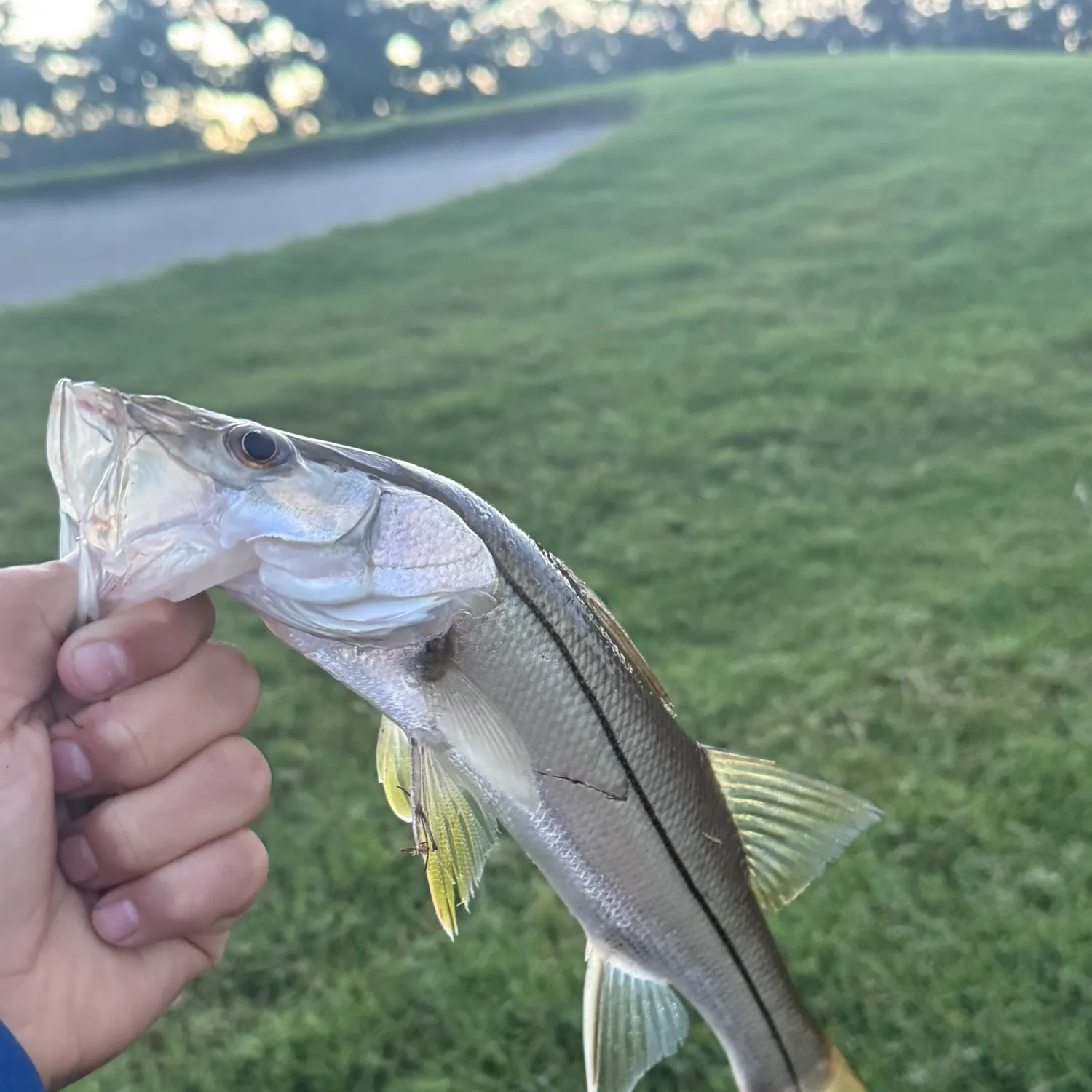 Common snook caught on Fishbrain