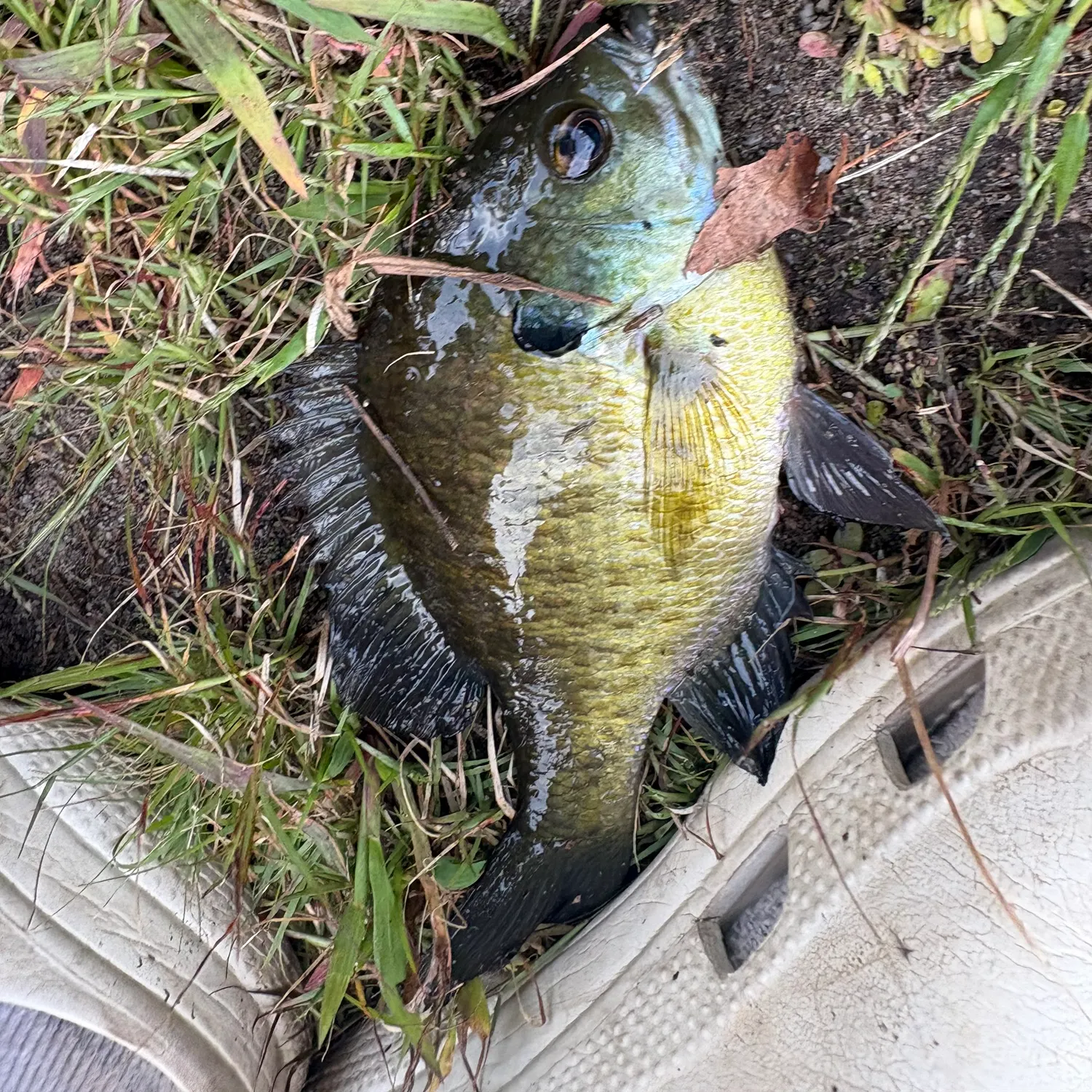 Bluegill caught on Fishbrain