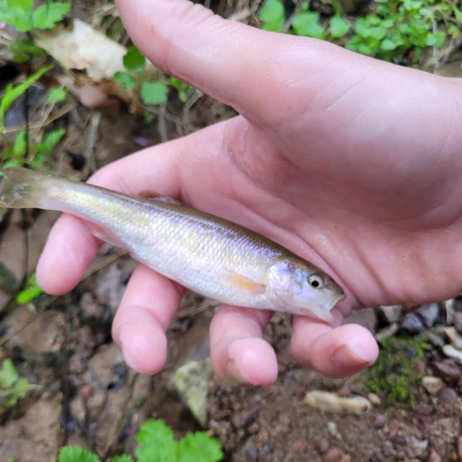 The most recent Mountain whitefish catches on Fishbrain