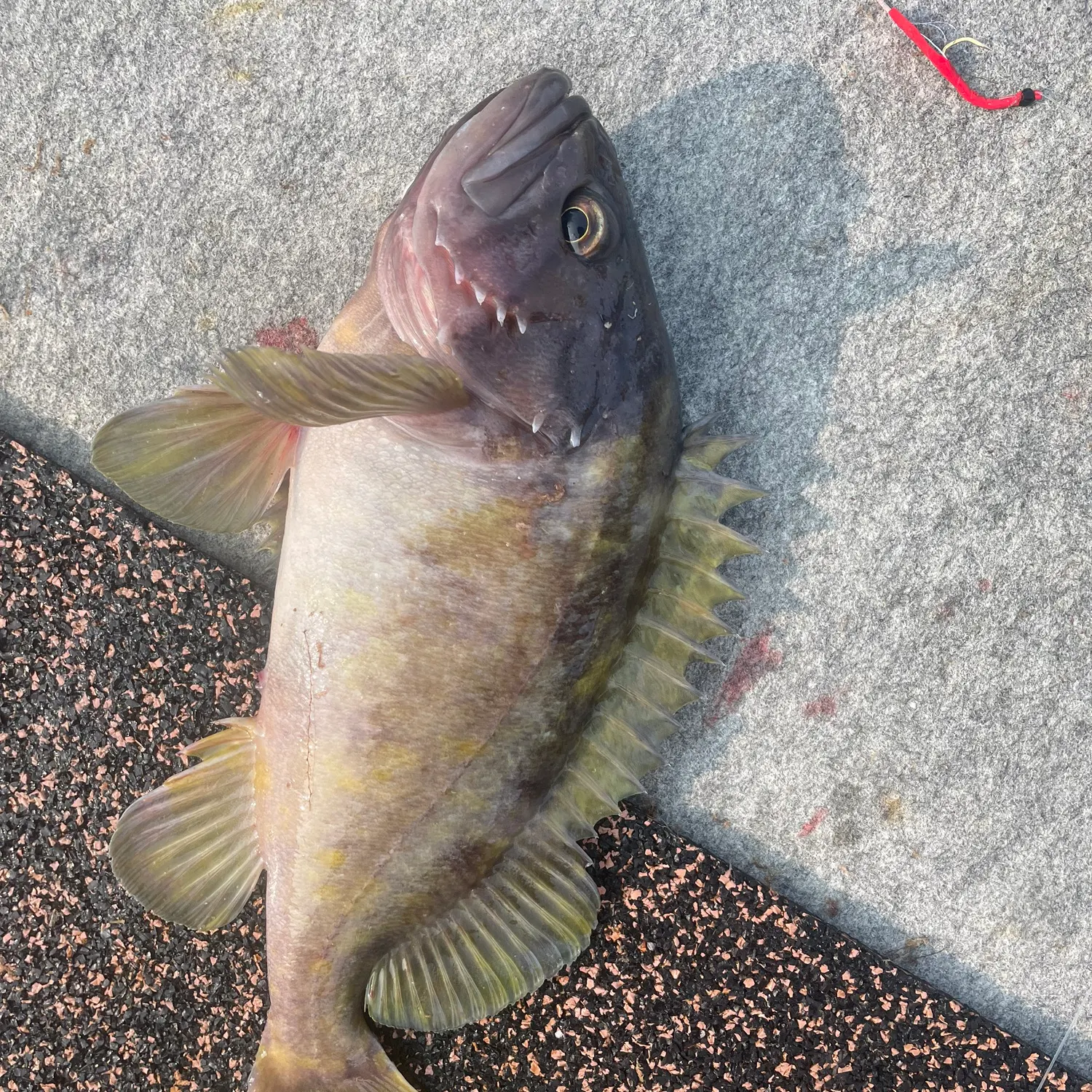 The most recent Gray rockfish catches on Fishbrain