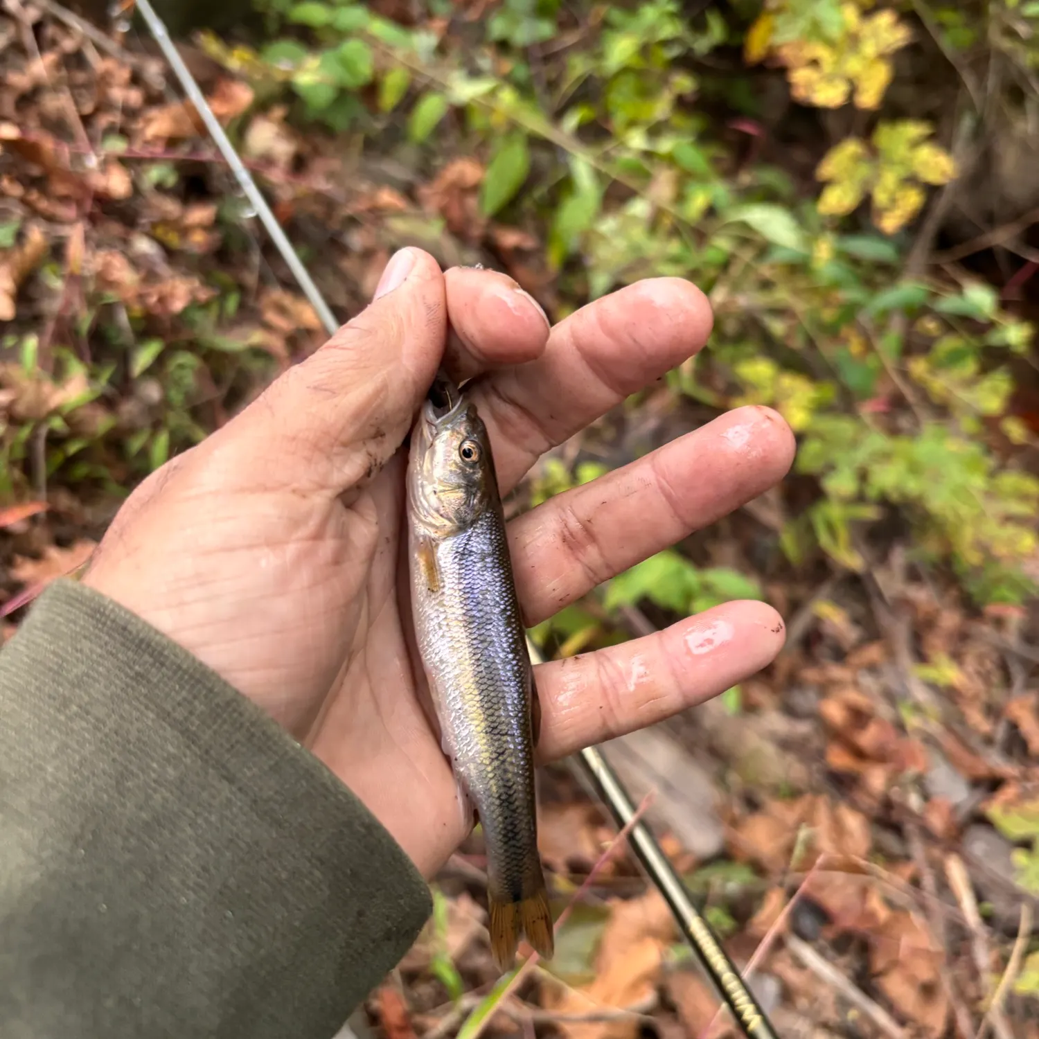 Creek chub caught on Fishbrain