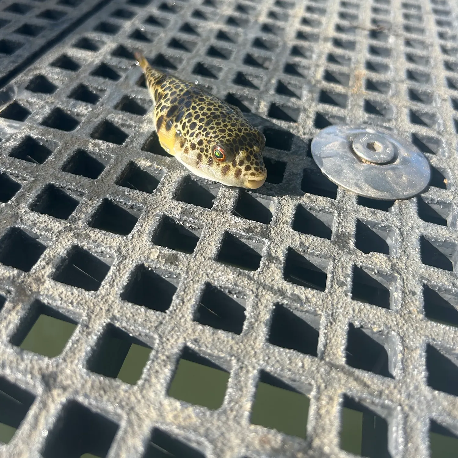 Smooth toadfish caught on Fishbrain