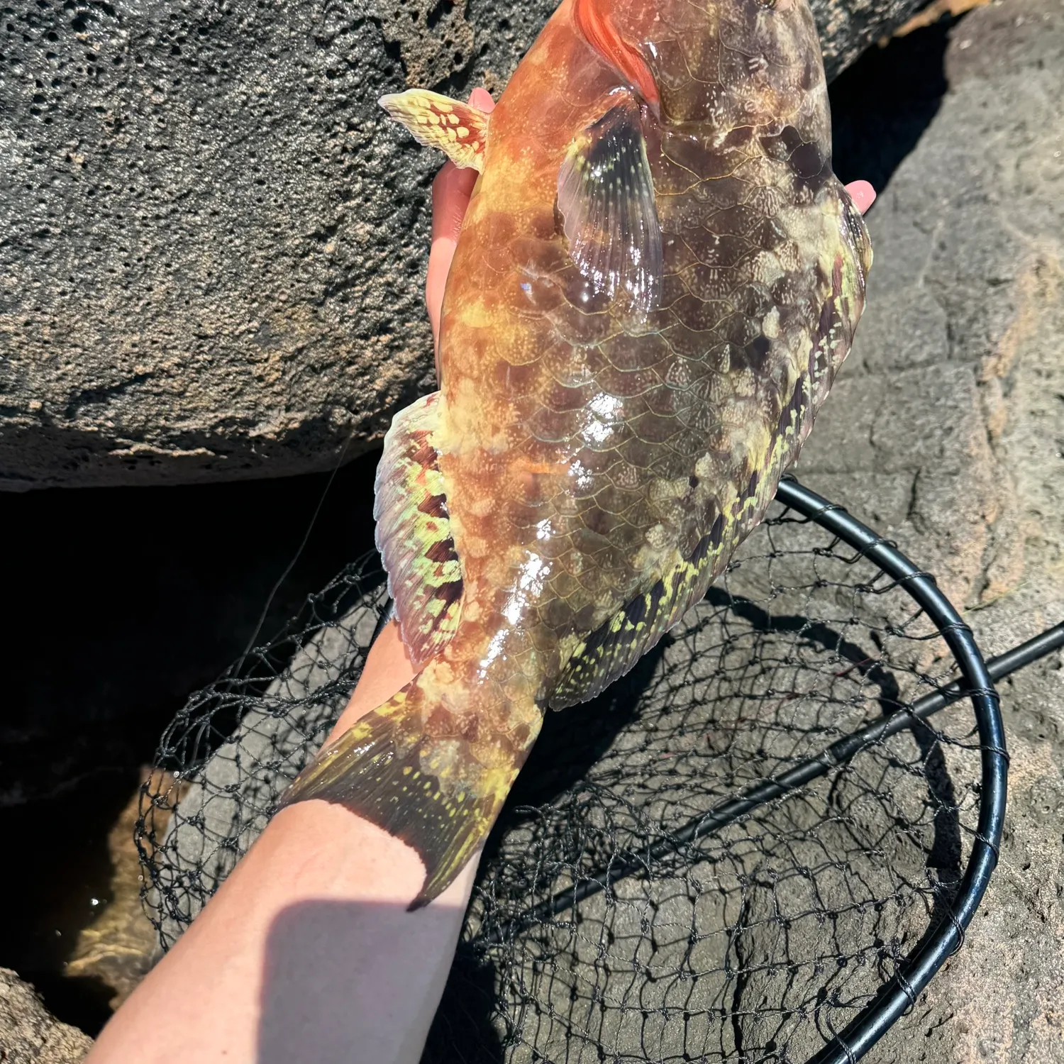 The most recent Carolines parrotfish catches on Fishbrain
