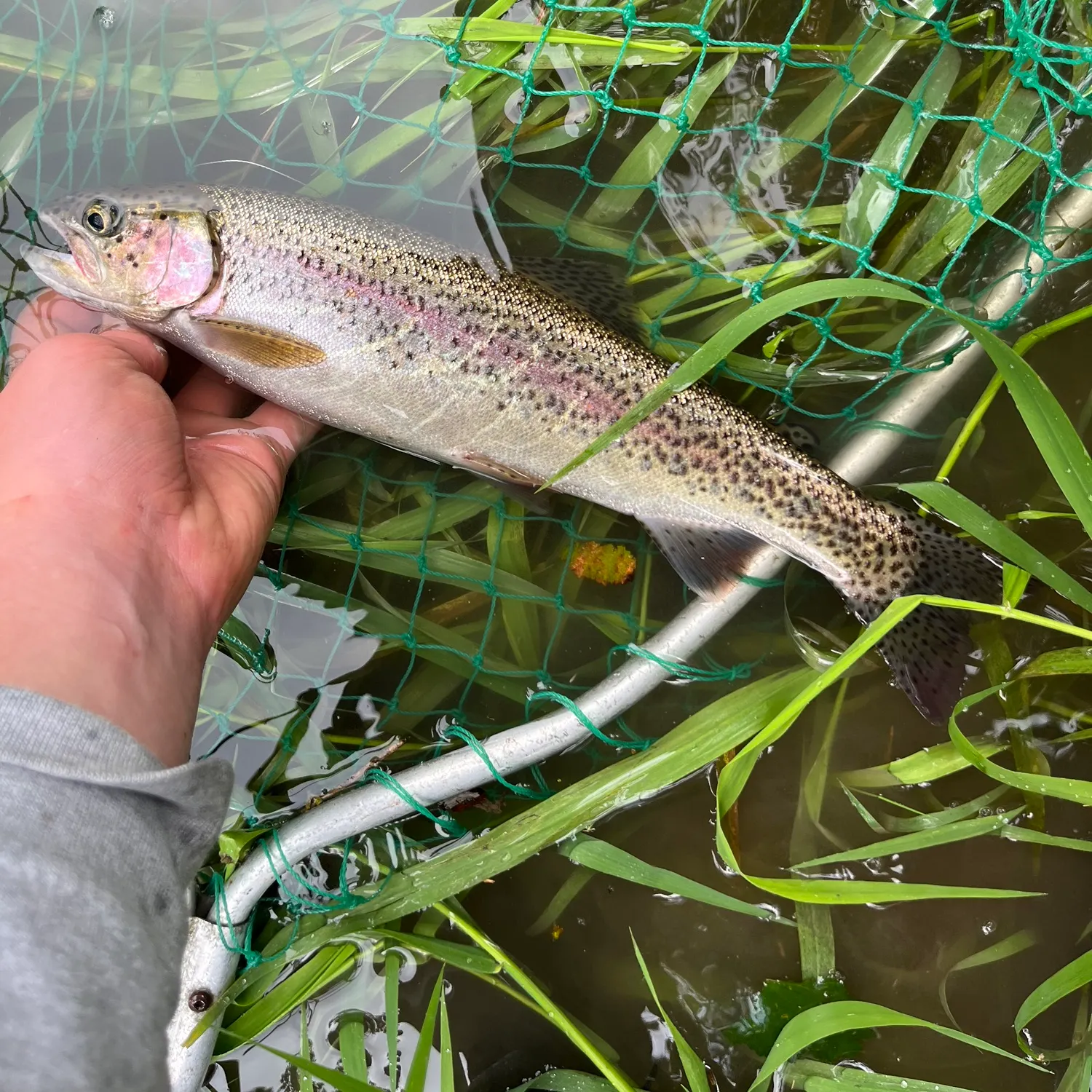 Coastal cutthroat trout caught on Fishbrain