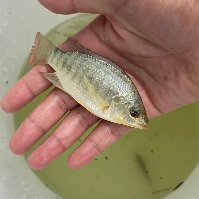 The most recent Longfin tilapia catches on Fishbrain
