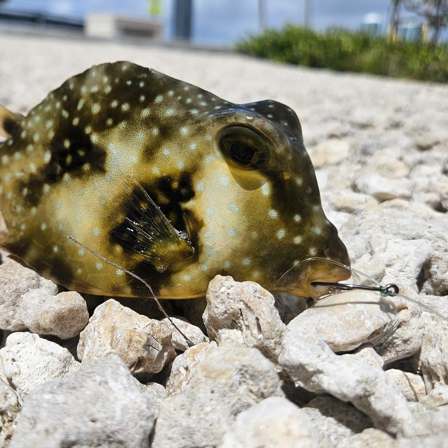 The most recent Buffalo trunkfish catches on Fishbrain