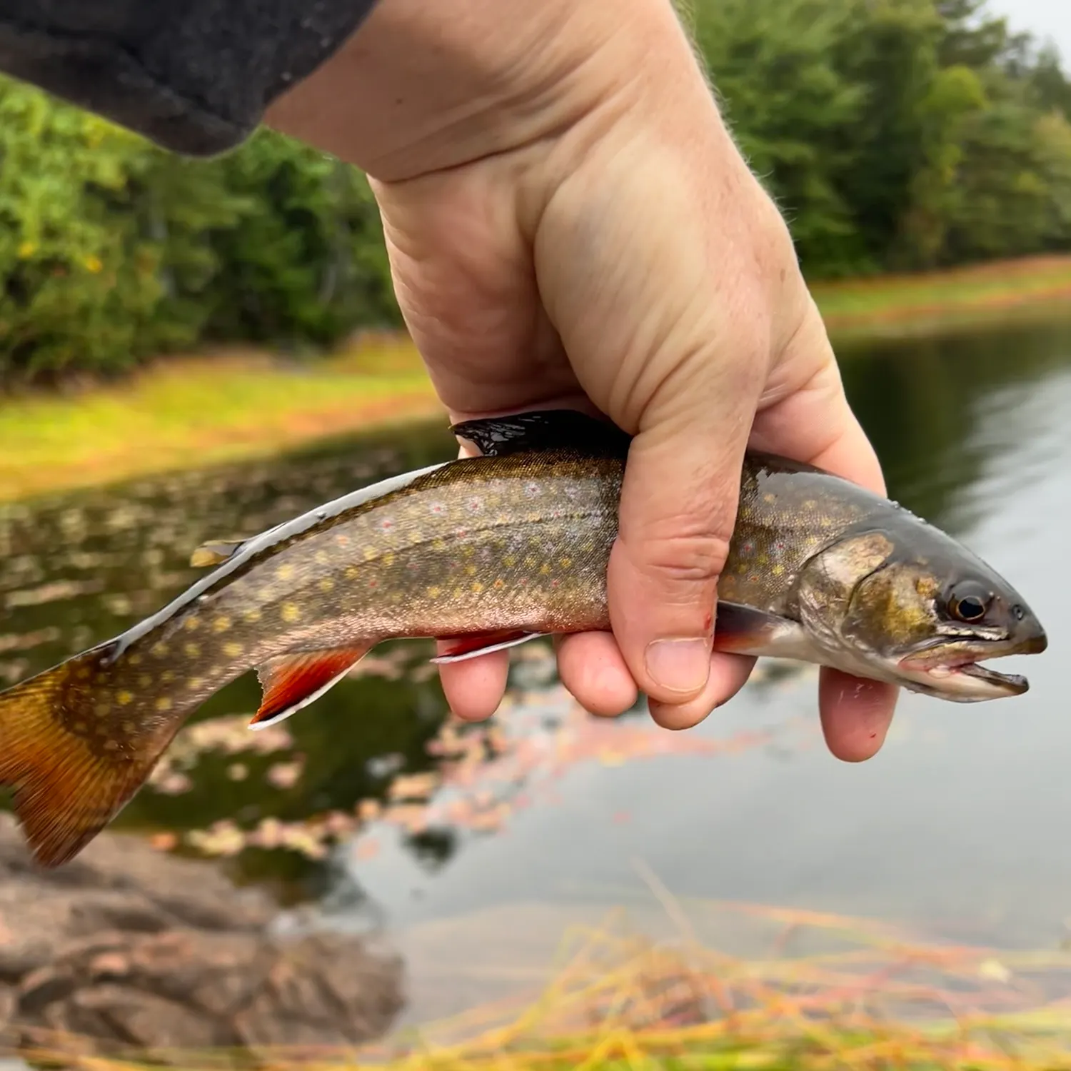 Brook trout caught on Fishbrain