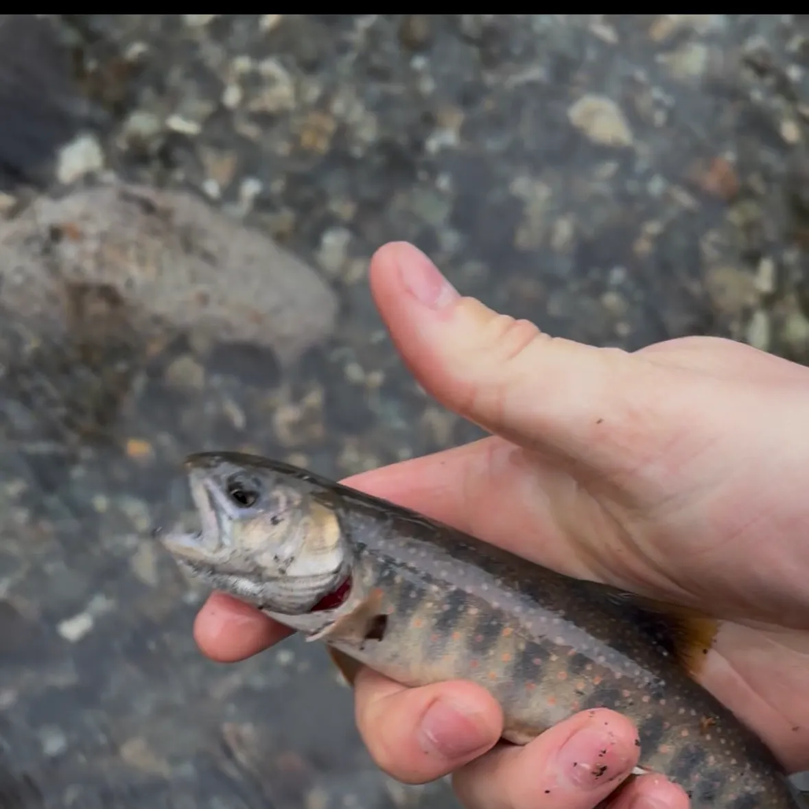 The most recent Dolly varden catches on Fishbrain