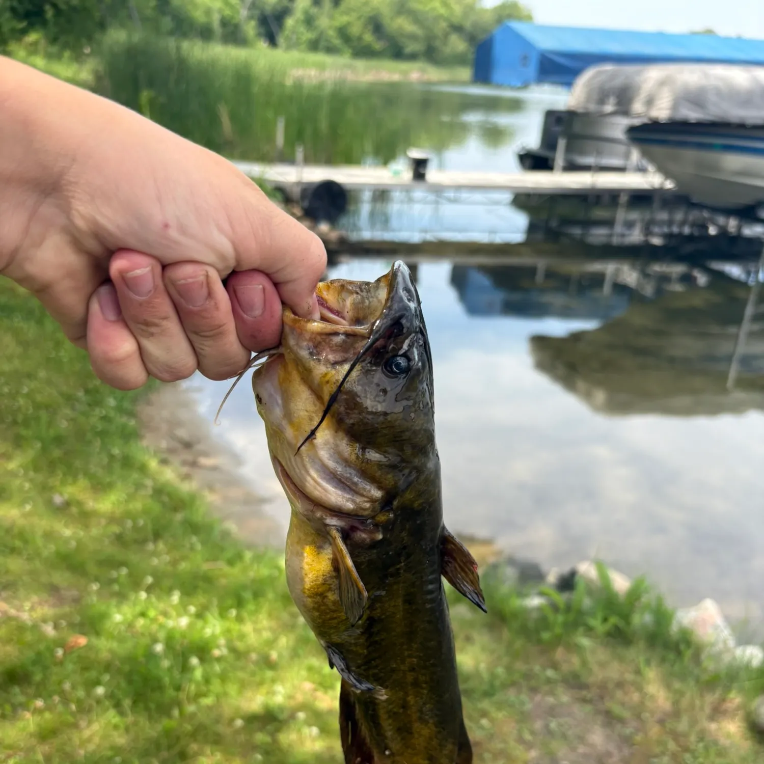 Black bullhead caught on Fishbrain