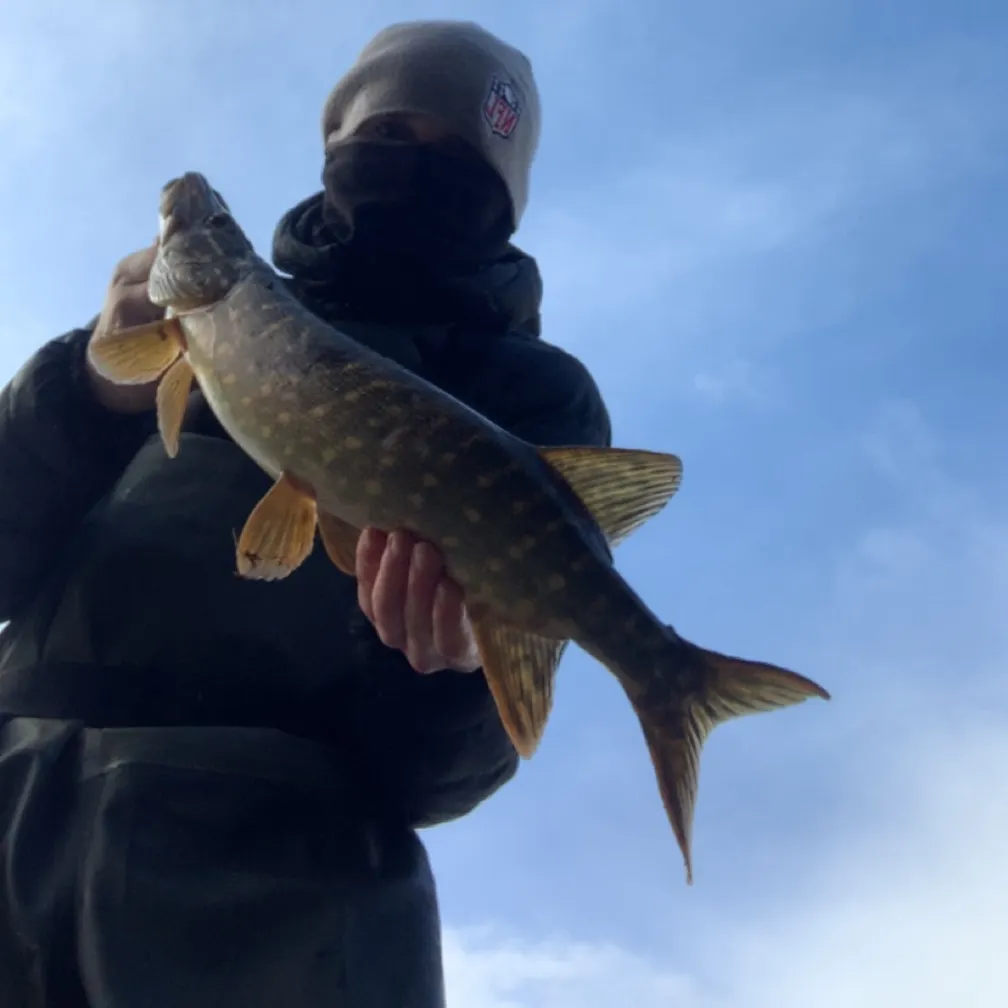 The most recent Northern pike catches on Fishbrain