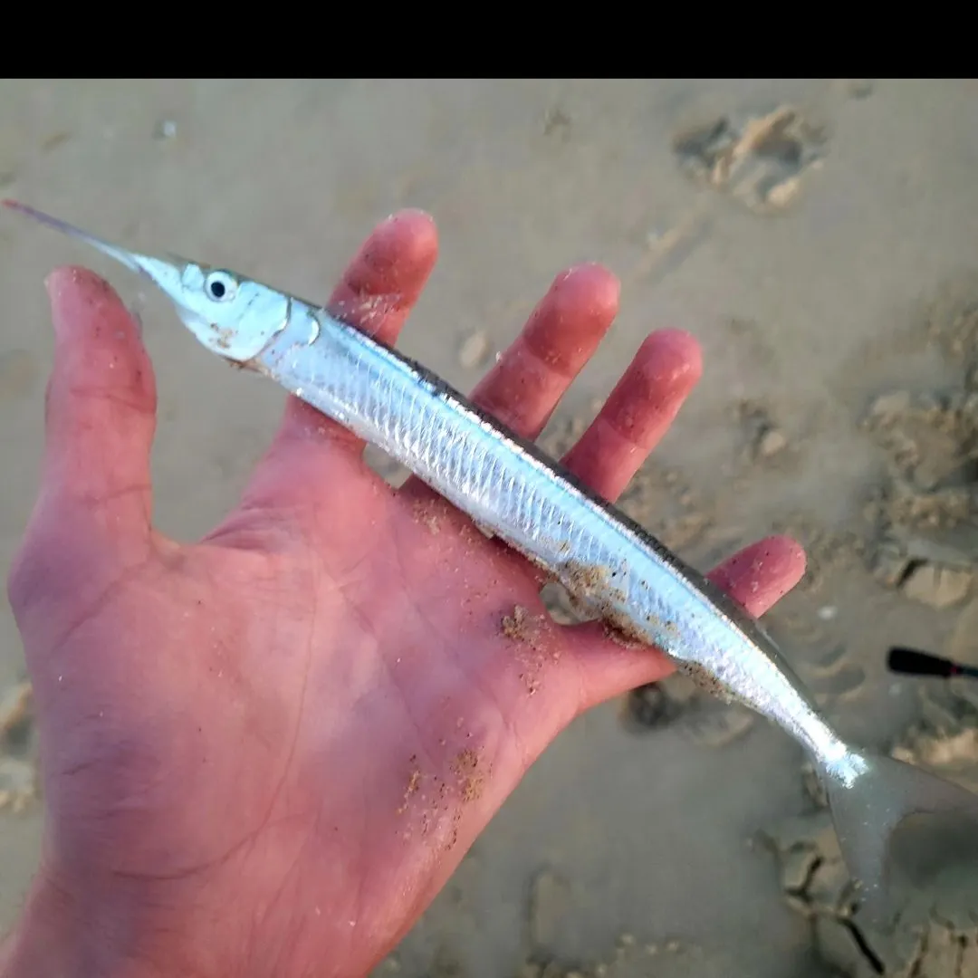 The most recent Eastern sea garfish catches on Fishbrain