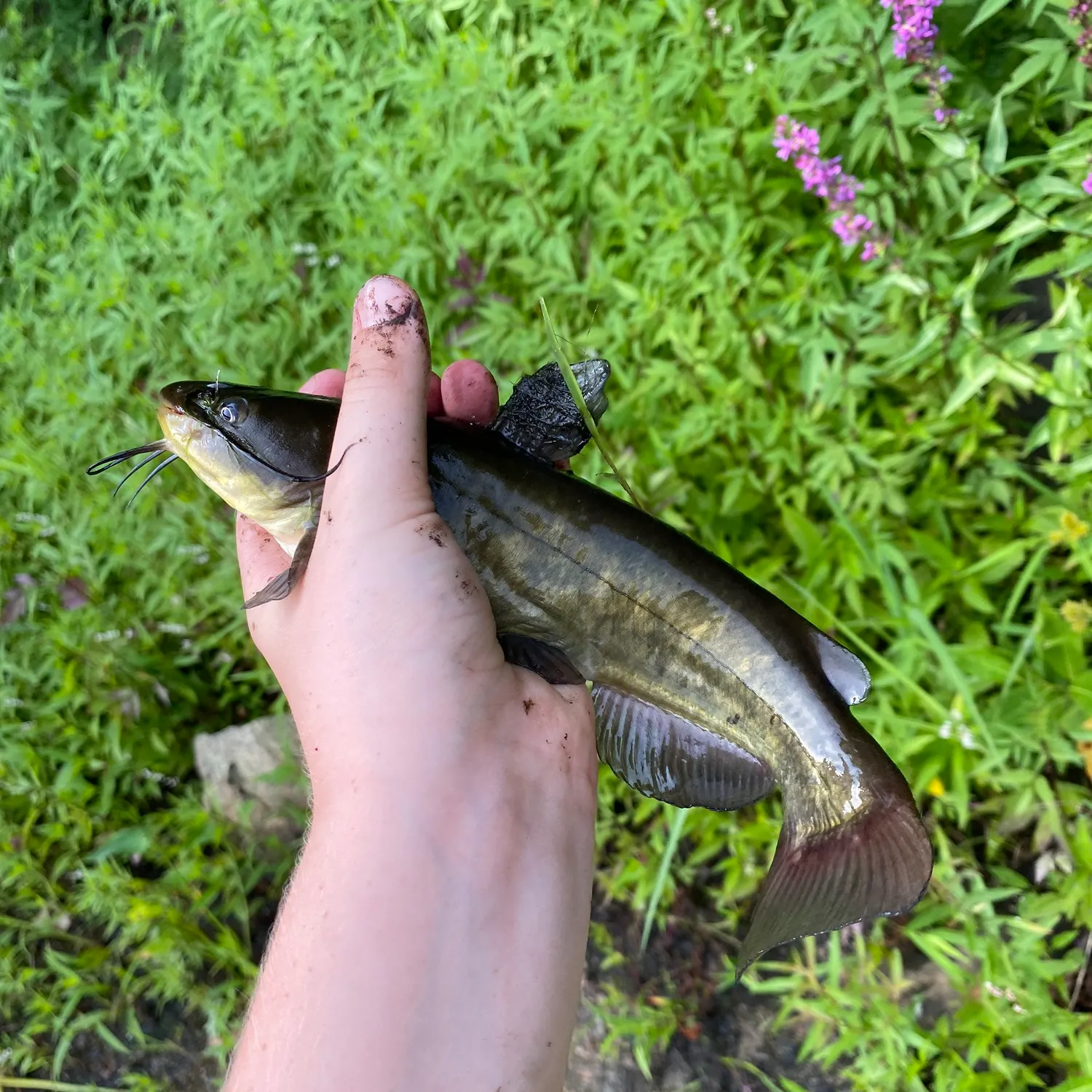 Black bullhead caught on Fishbrain