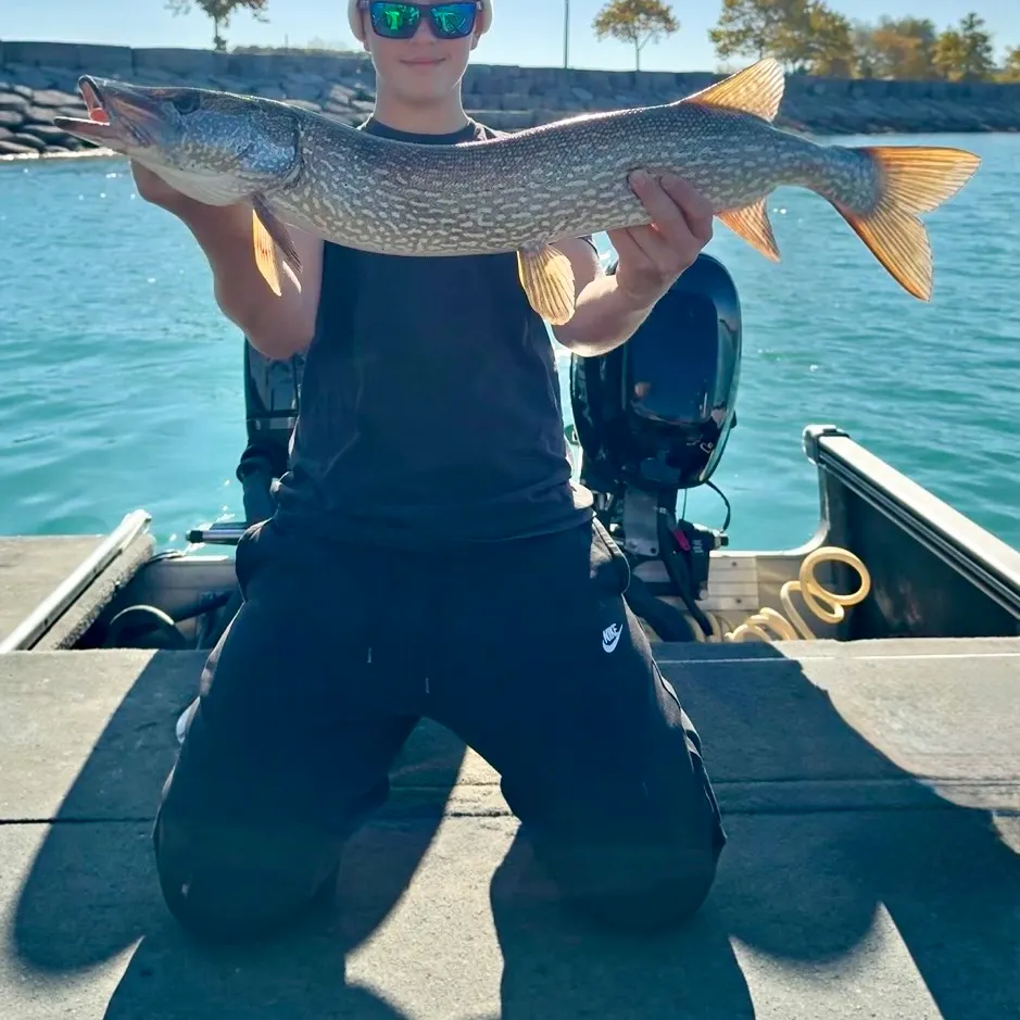 Northern pike caught on Fishbrain