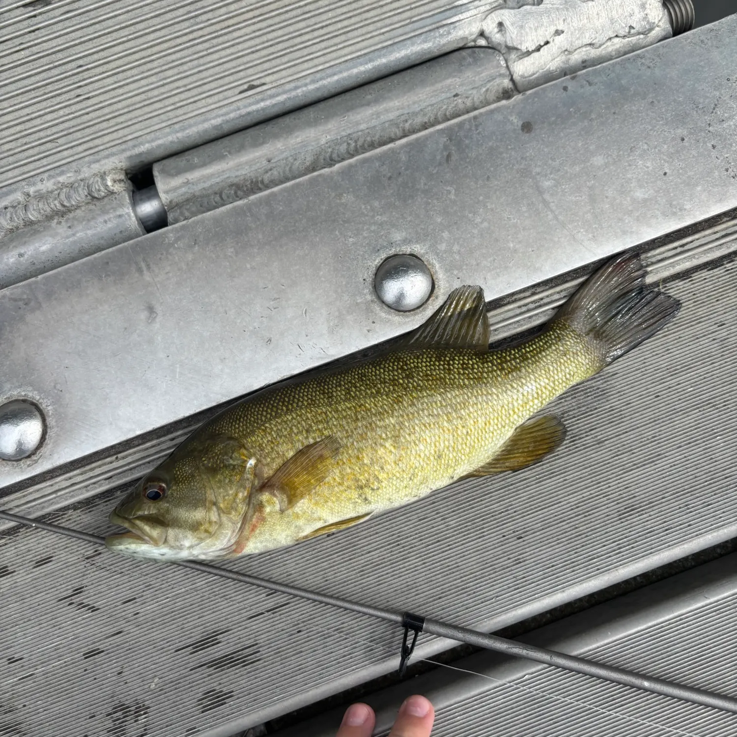 Smallmouth bass caught on Fishbrain