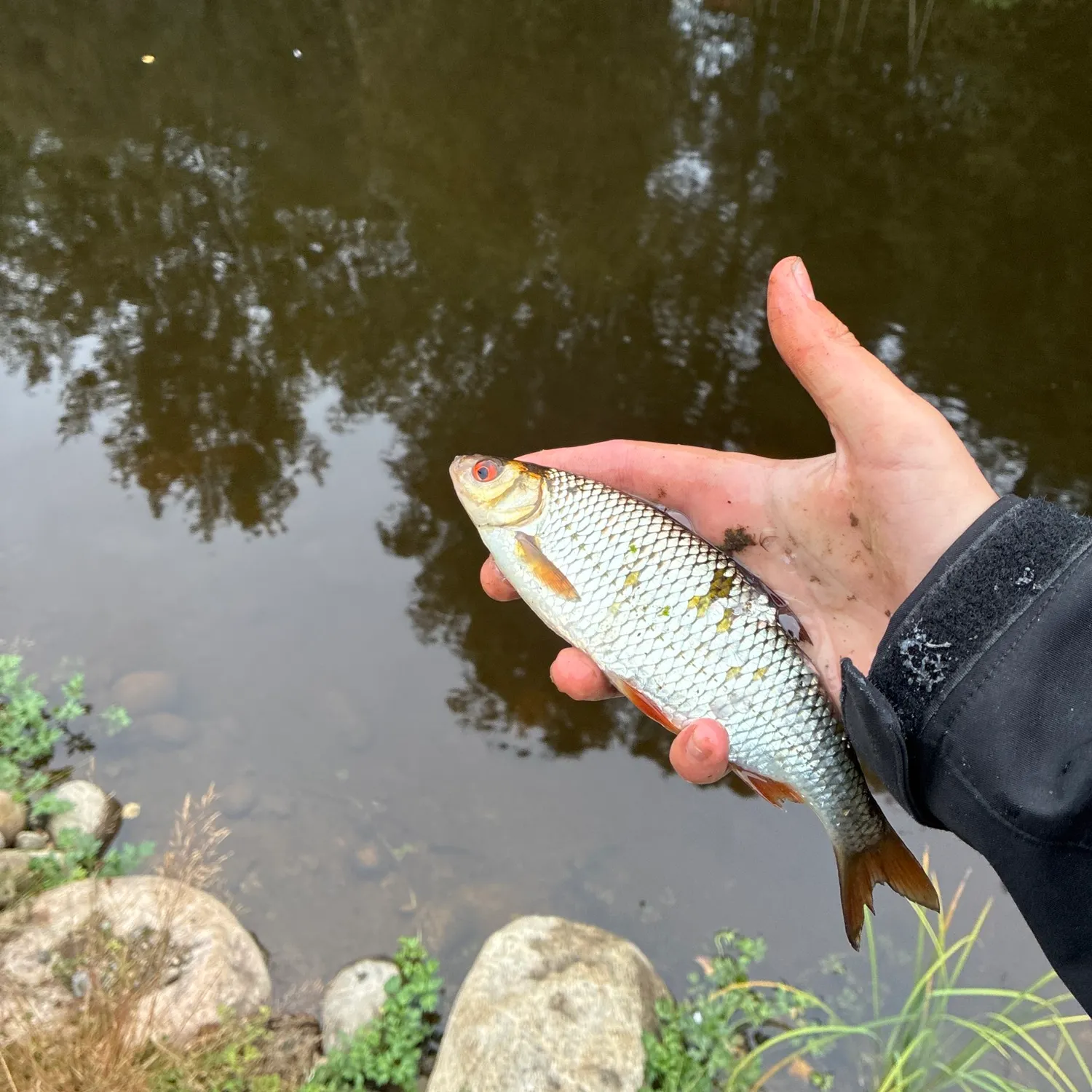 Common roach caught on Fishbrain