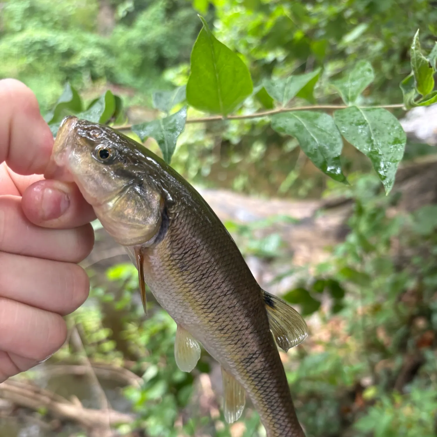 Creek chub caught on Fishbrain