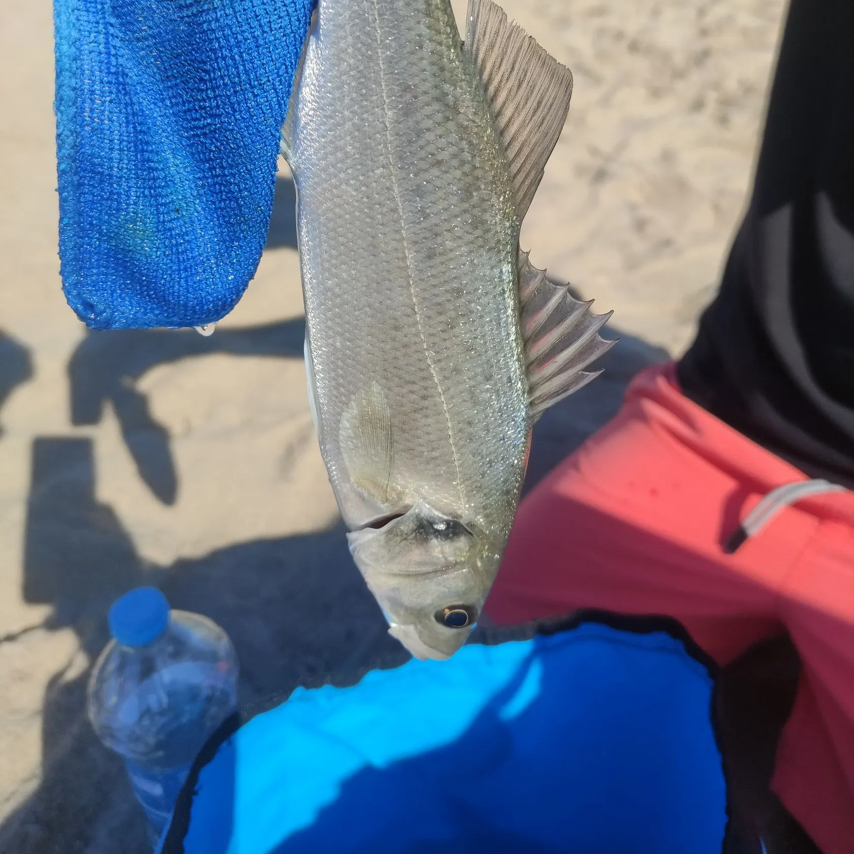 The most recent Giant sea bass catches on Fishbrain