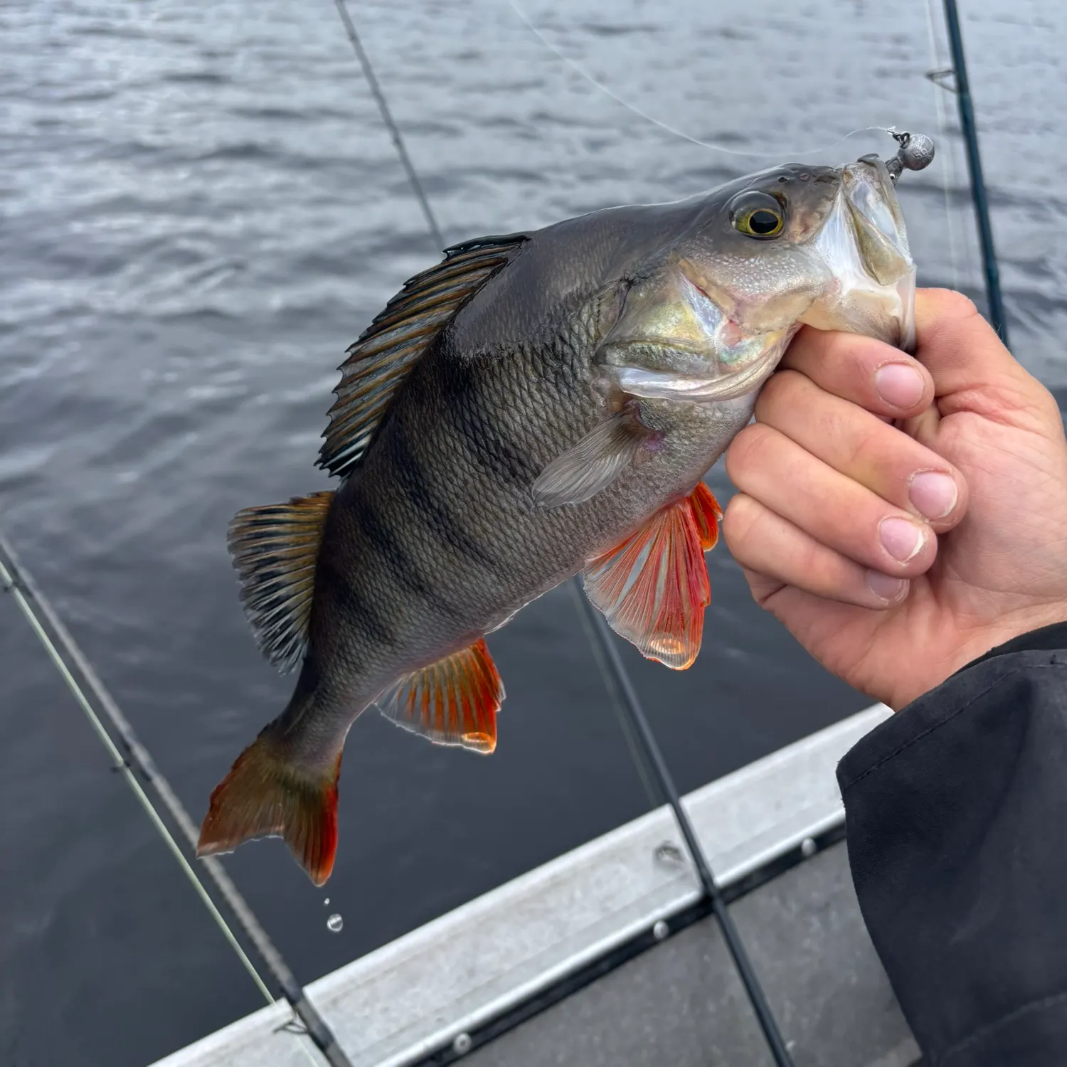 European perch caught on Fishbrain