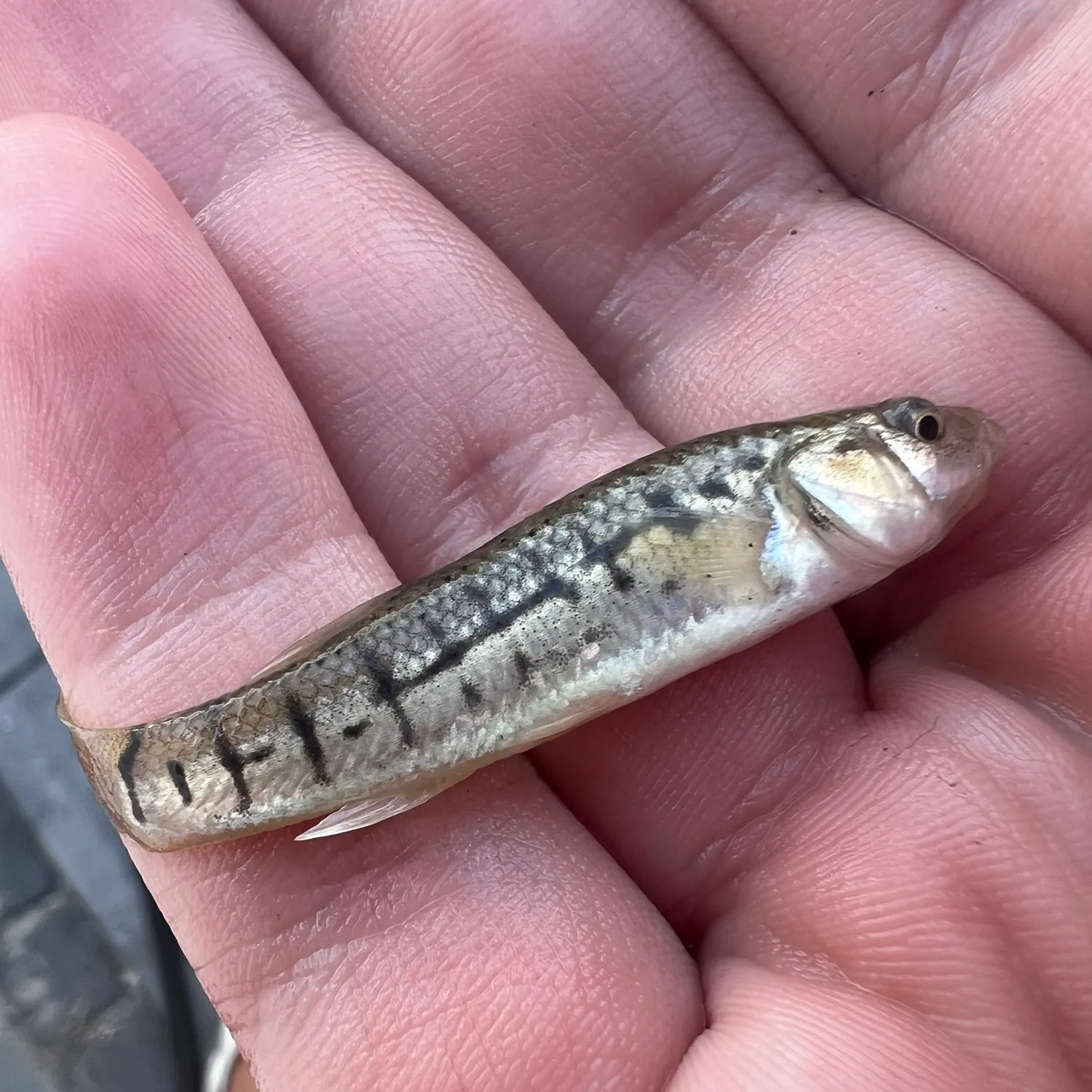 Striped killifish caught on Fishbrain