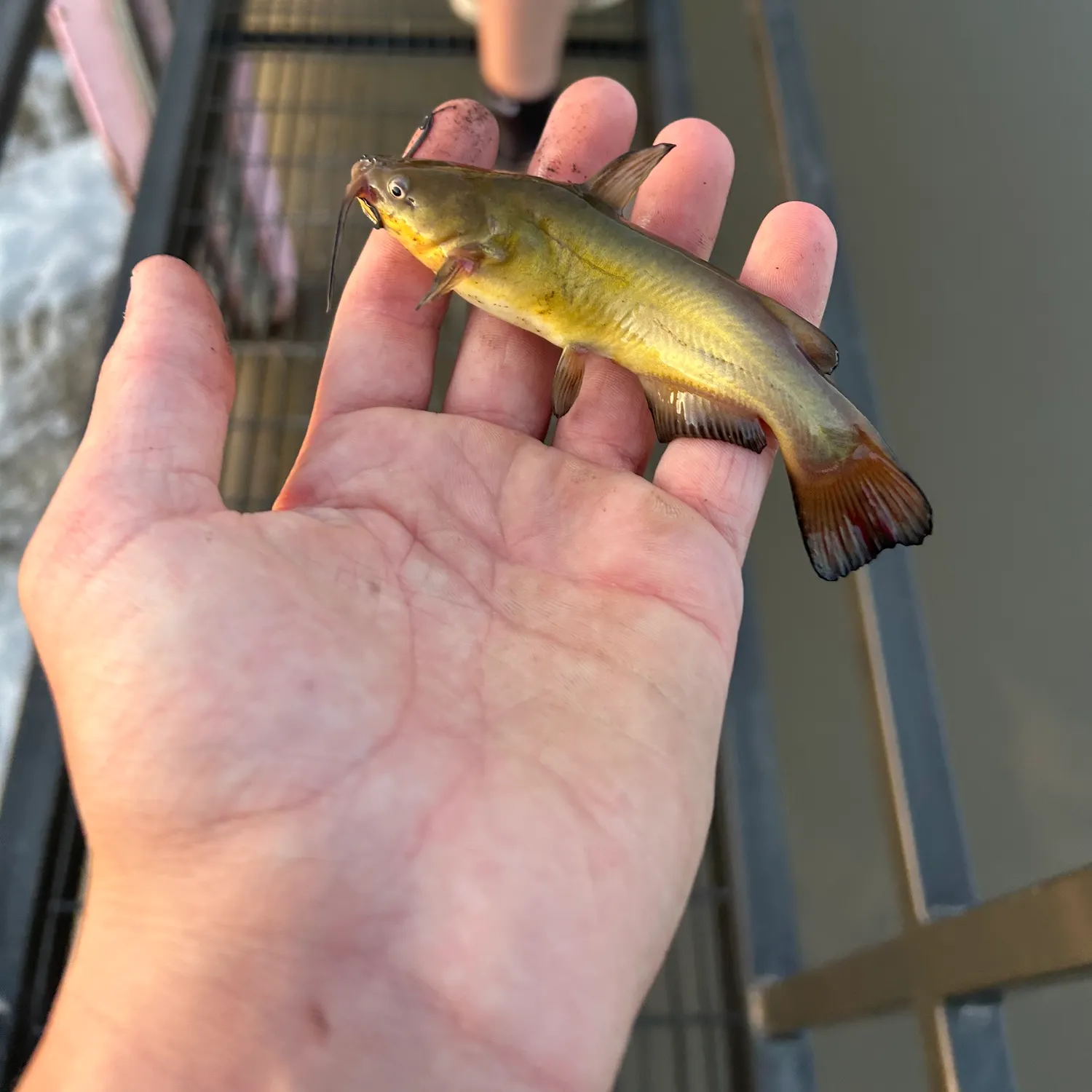 catch