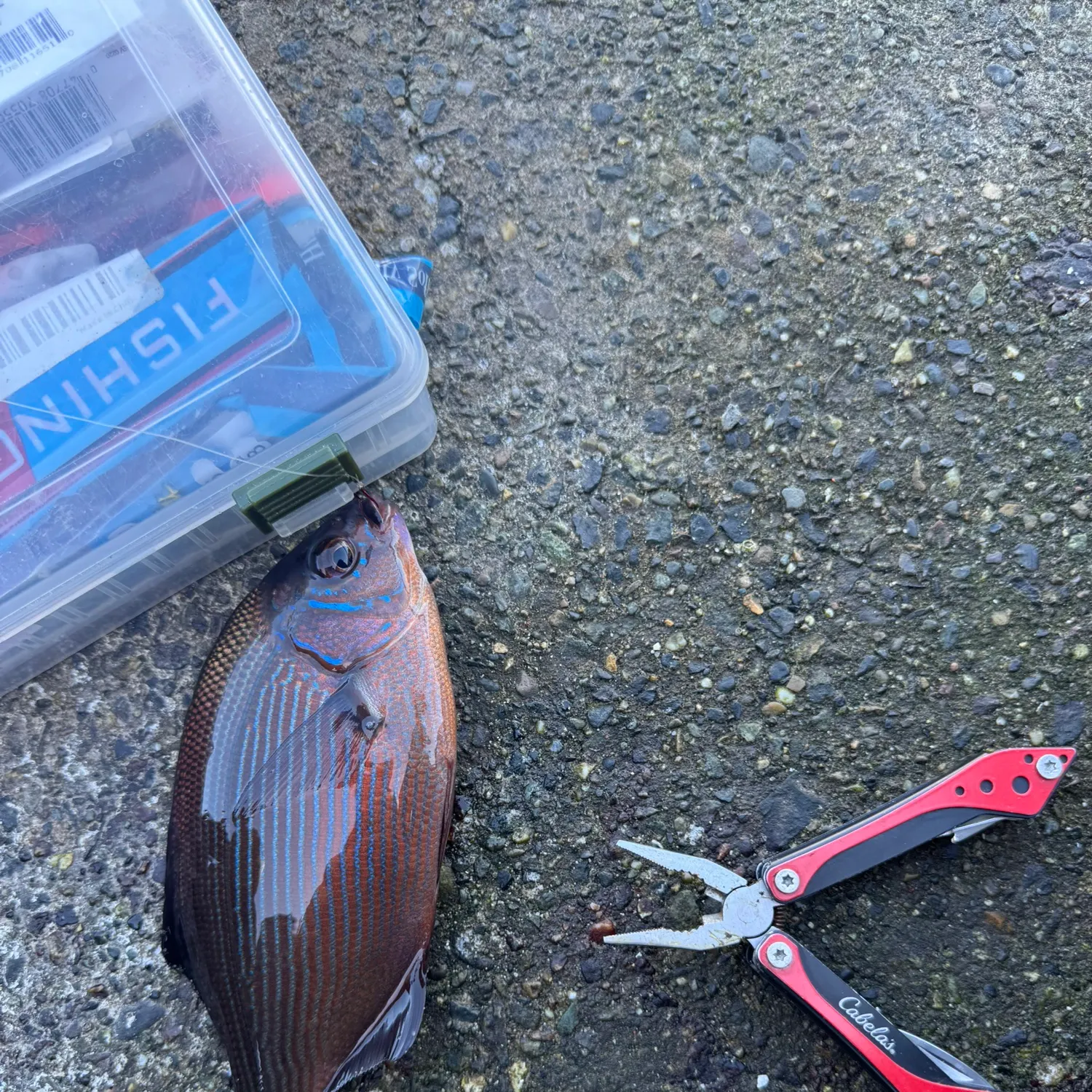 The most recent Striped seaperch catches on Fishbrain
