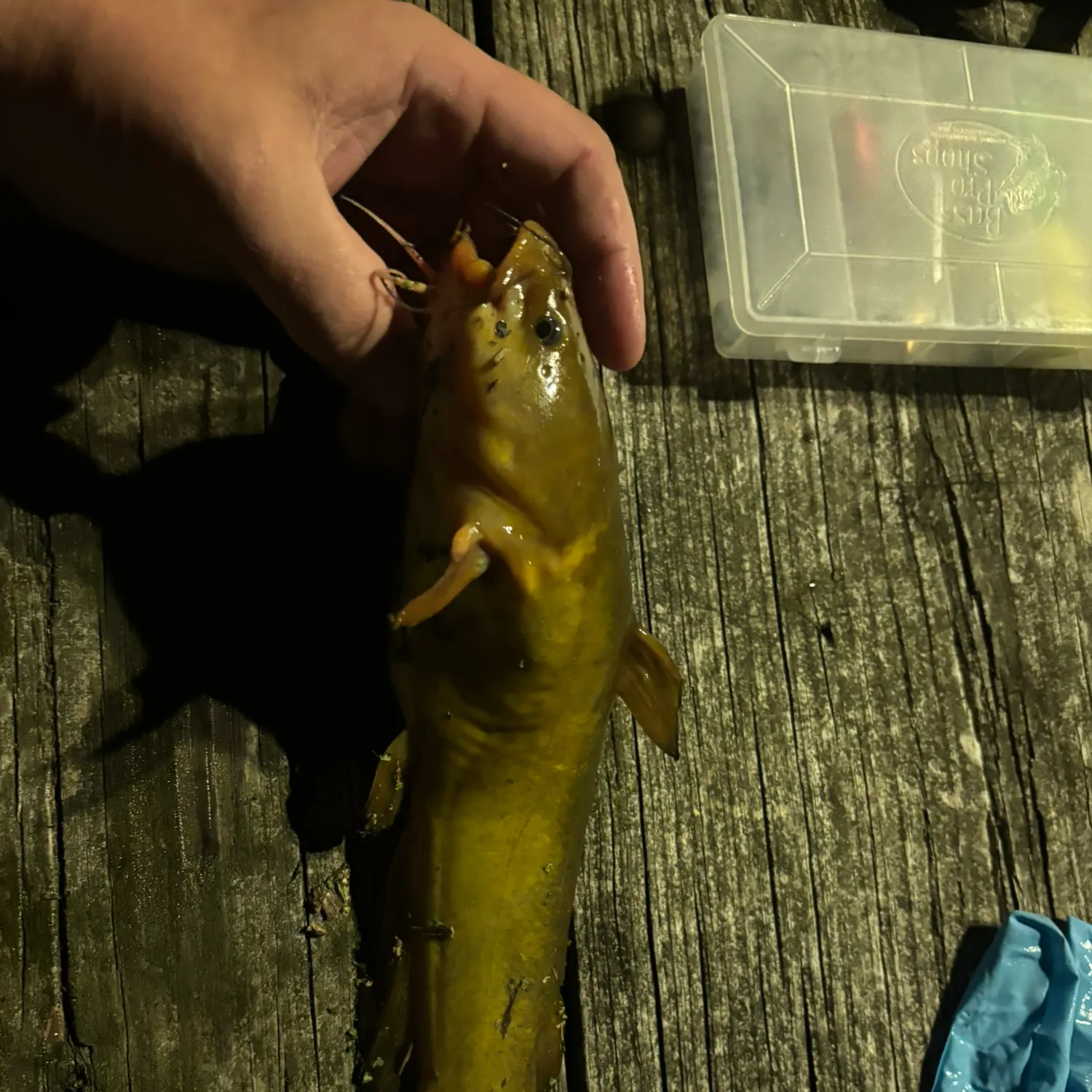 Yellow bullhead caught on Fishbrain