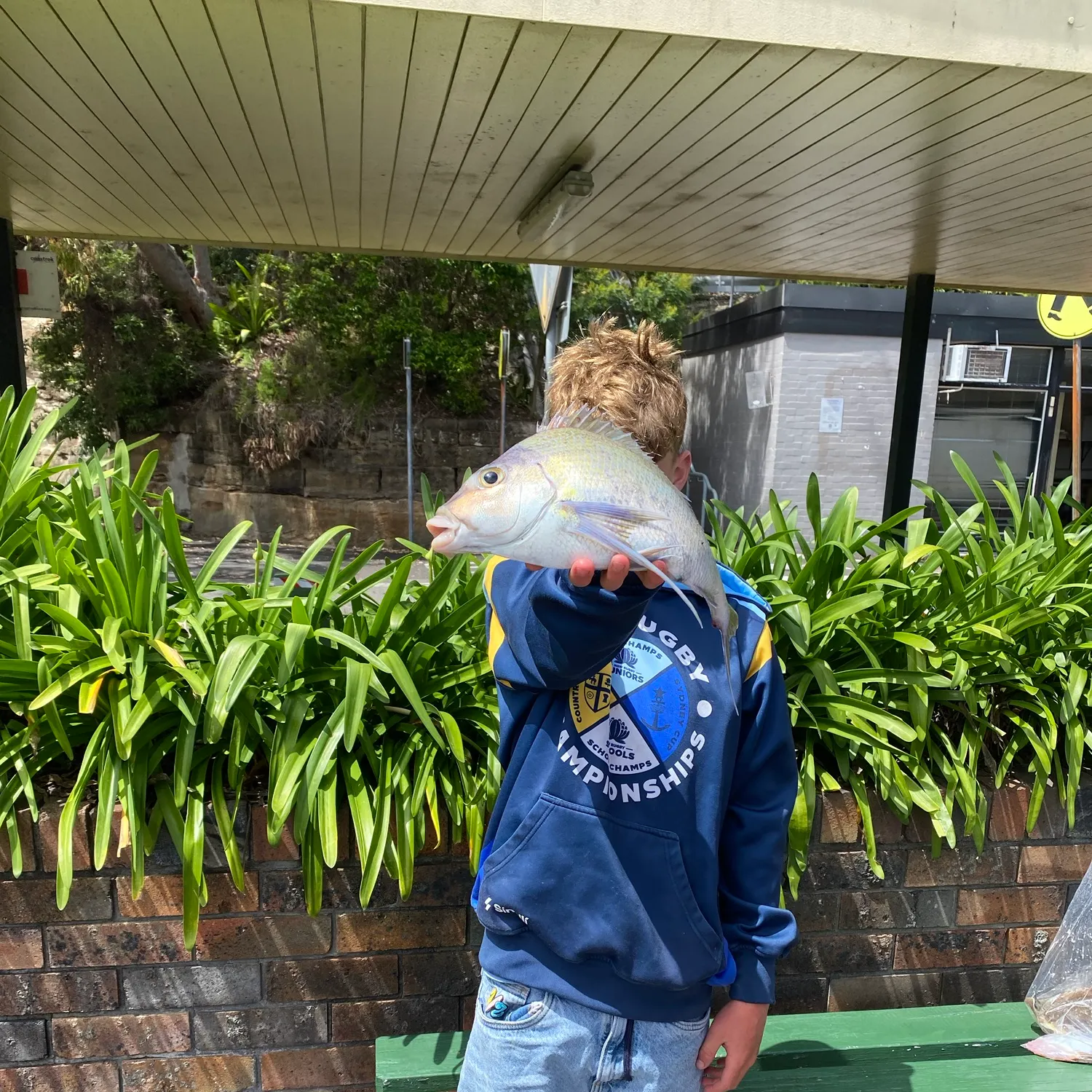 The most recent Blue morwong catches on Fishbrain