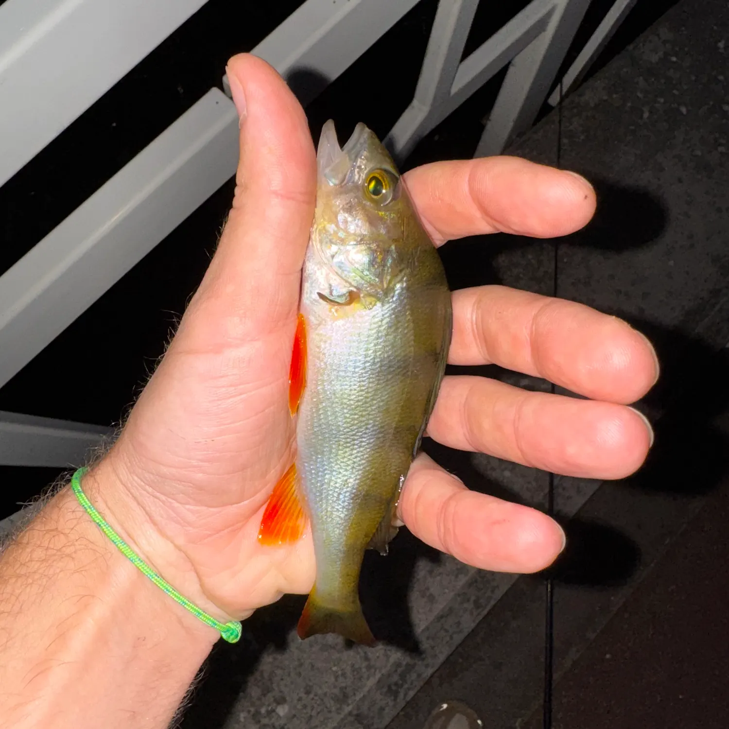 European perch caught on Fishbrain