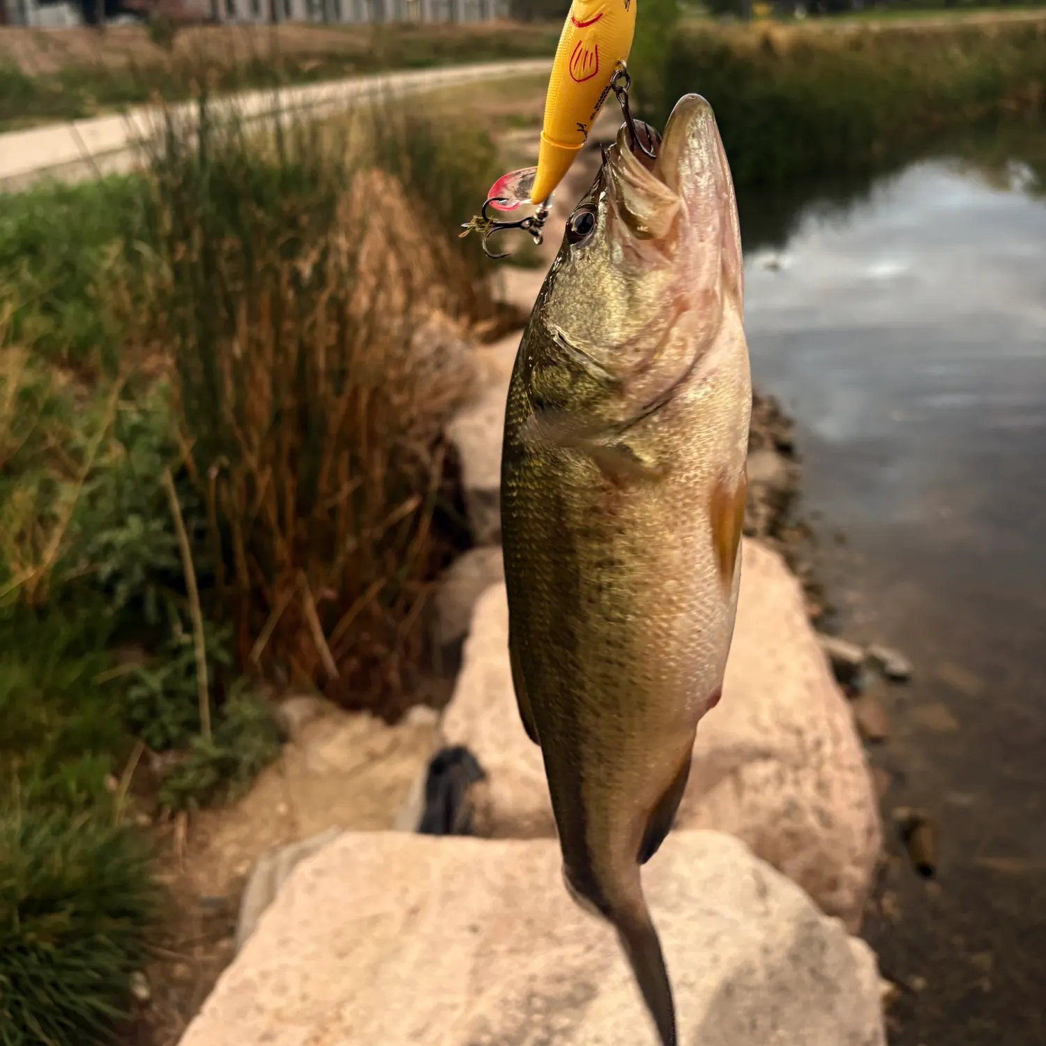 Largemouth bass caught on Fishbrain