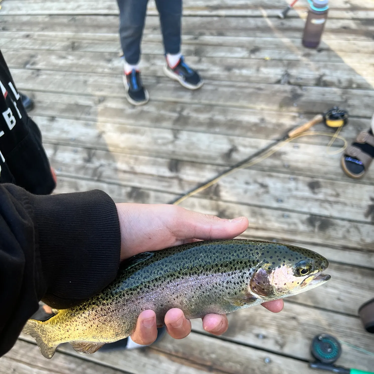 Rainbow trout caught on Fishbrain