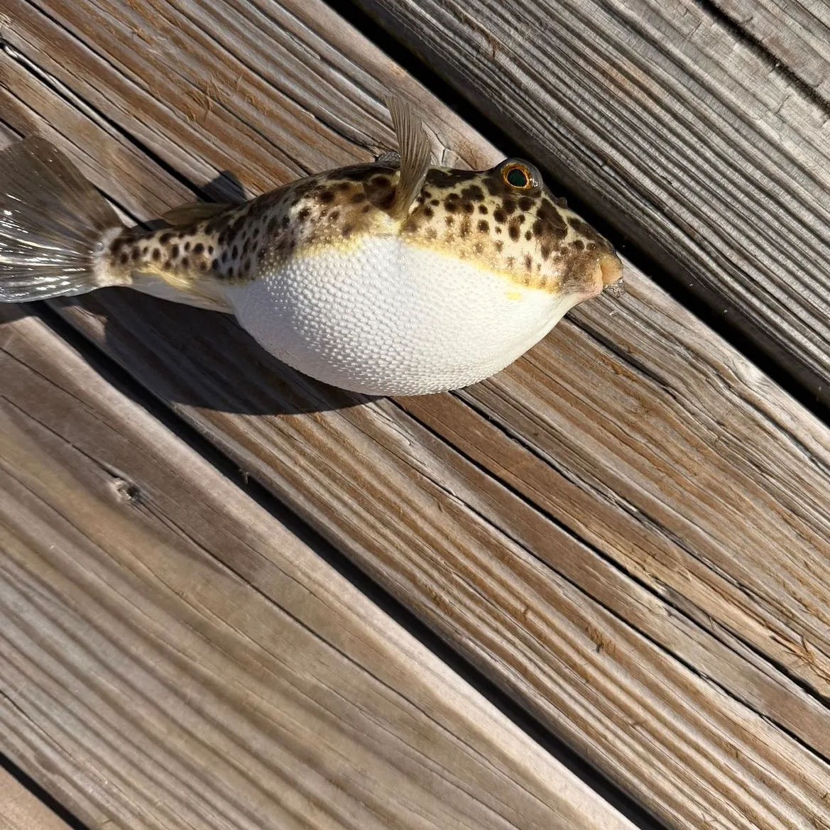 The most recent Spotted green pufferfish catches on Fishbrain