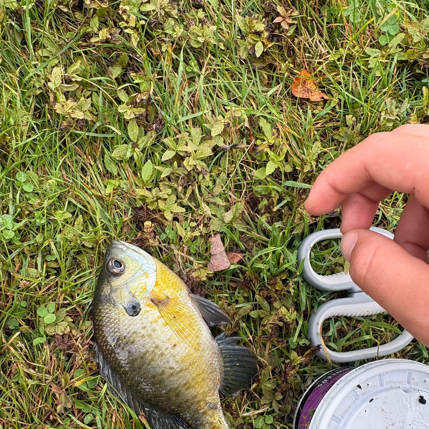Bluegill caught on Fishbrain