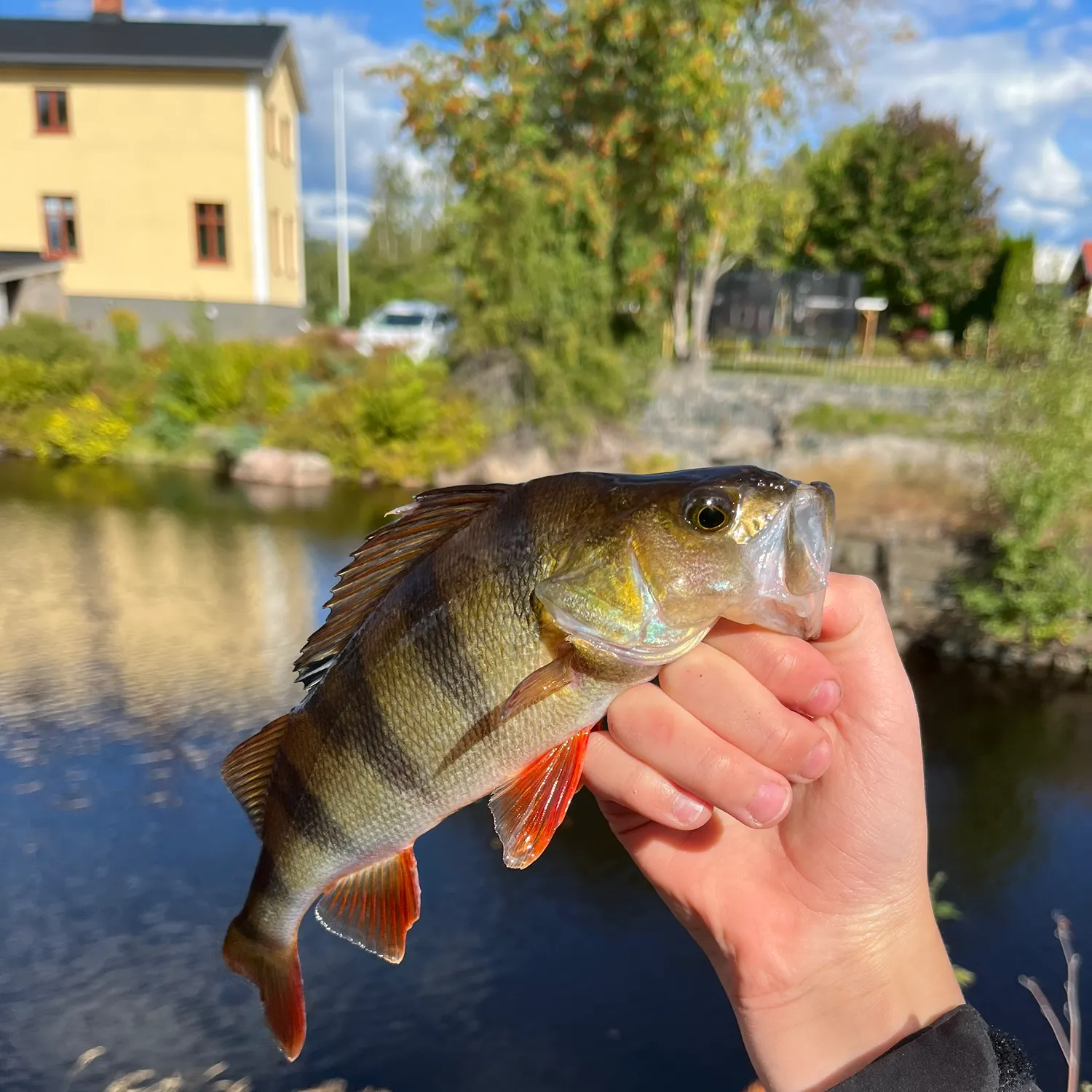 European perch caught on Fishbrain