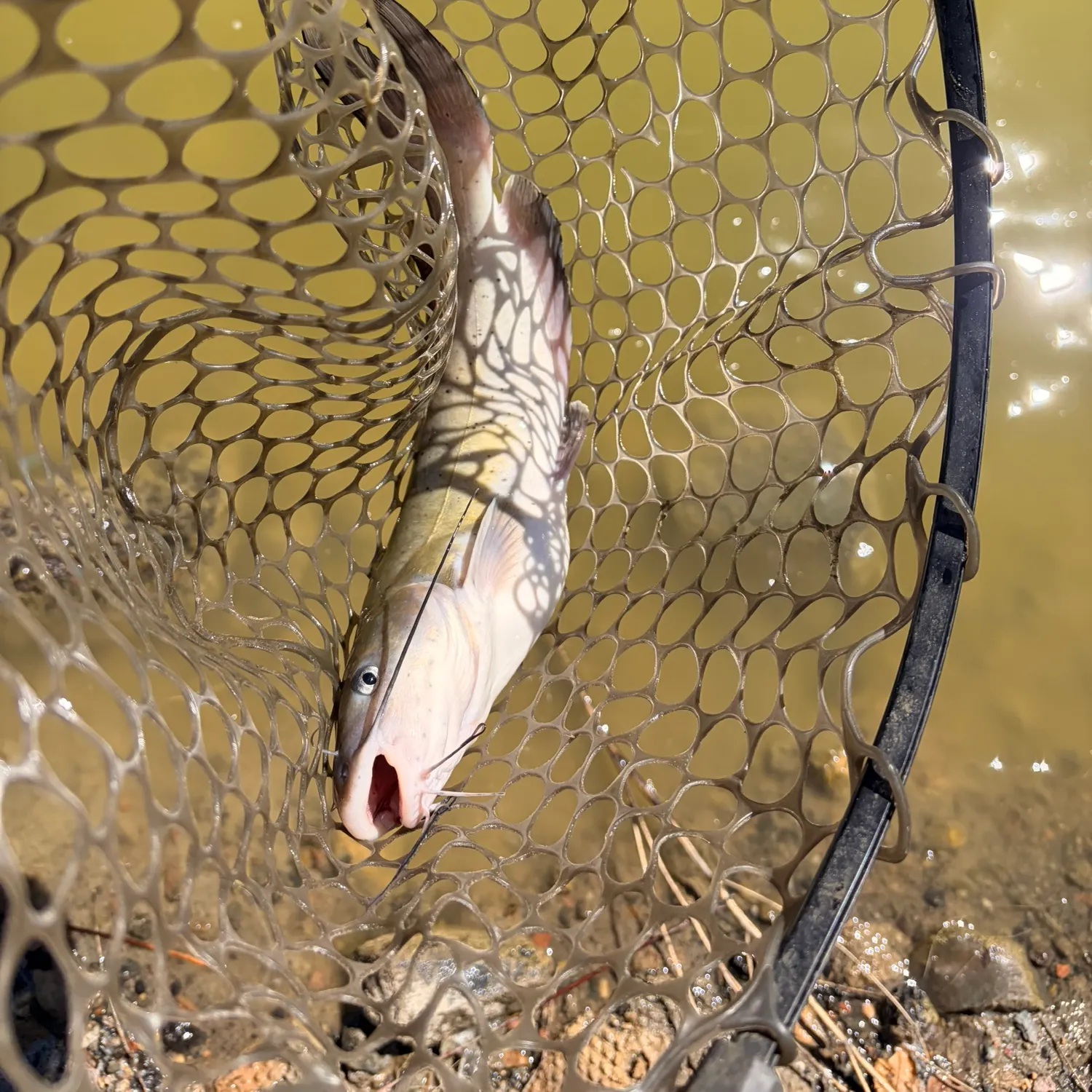 Channel catfish caught on Fishbrain