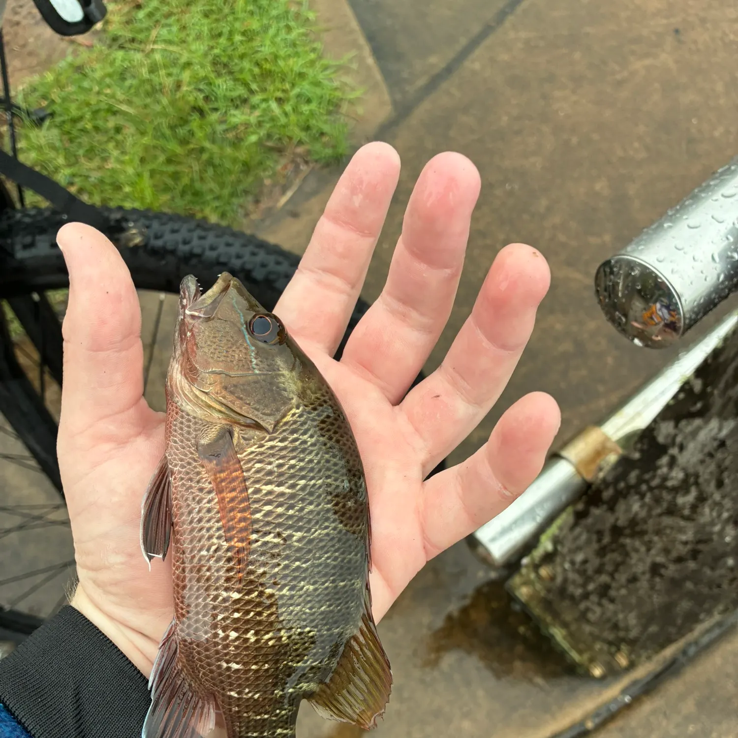 The most recent Mangrove red snapper catches on Fishbrain