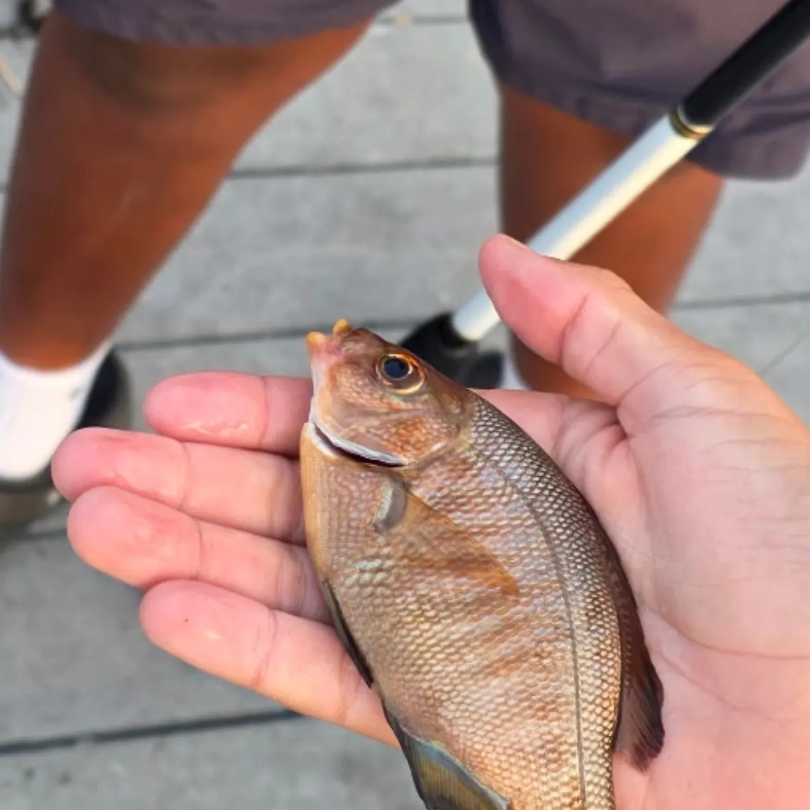 The most recent Calico surfperch catches on Fishbrain