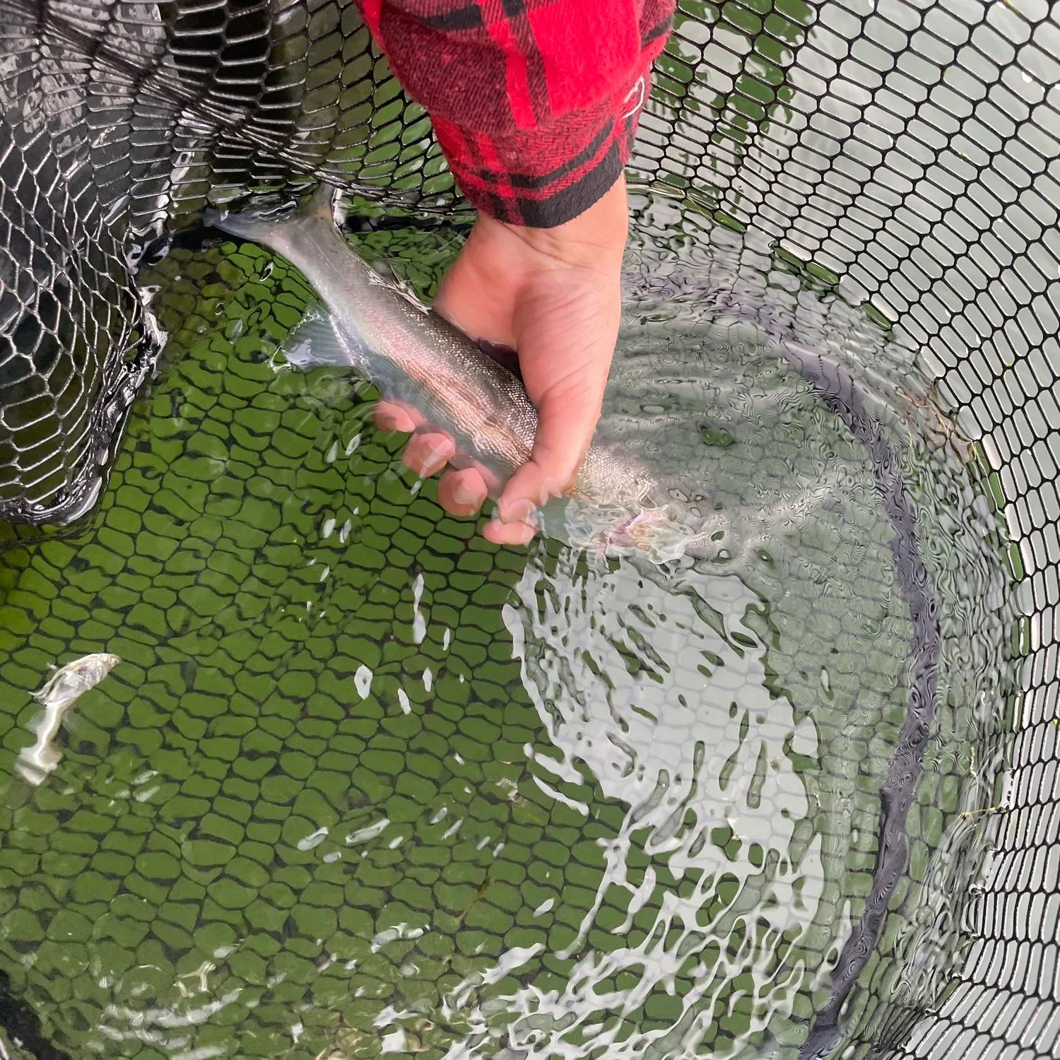Rainbow trout caught on Fishbrain