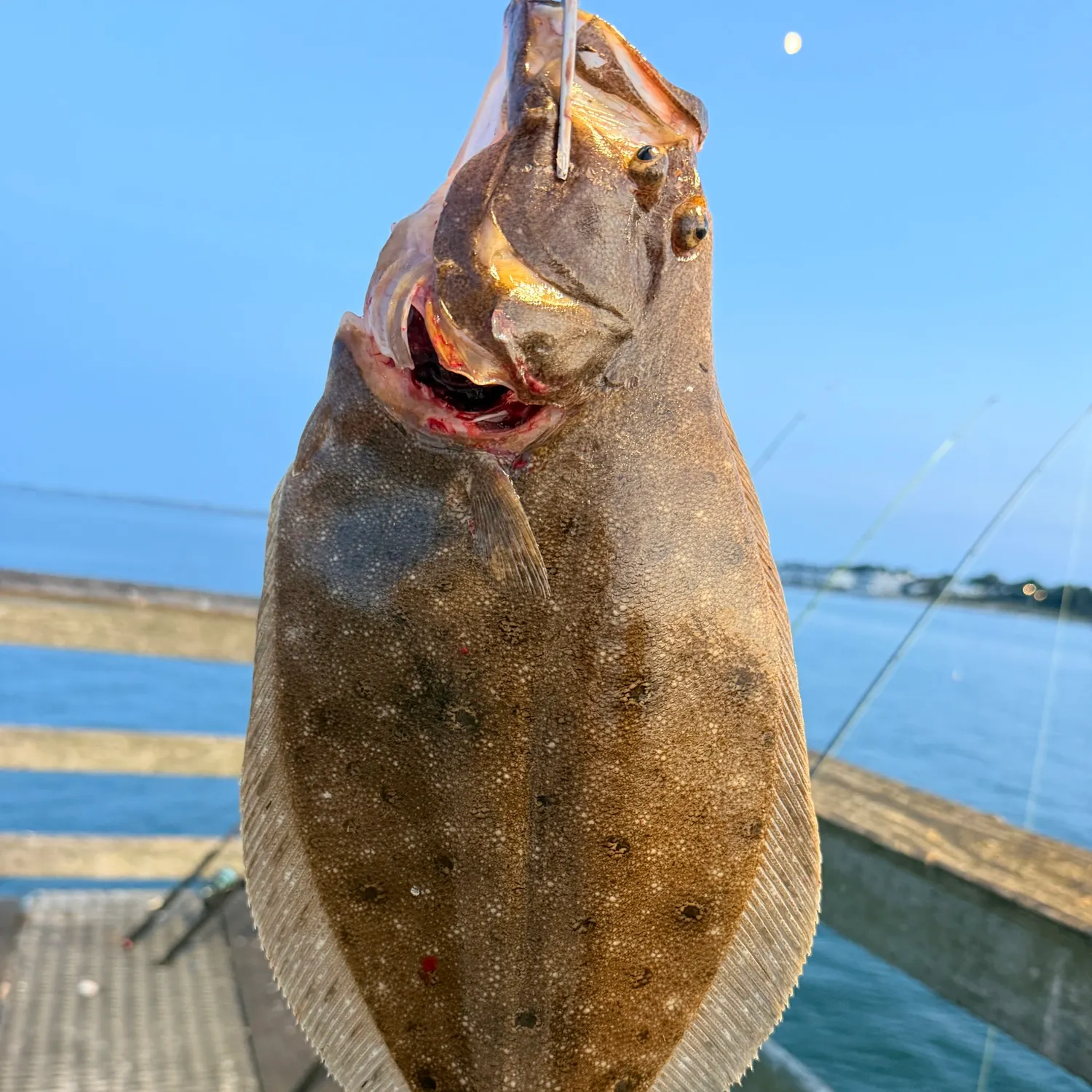 Summer flounder caught on Fishbrain