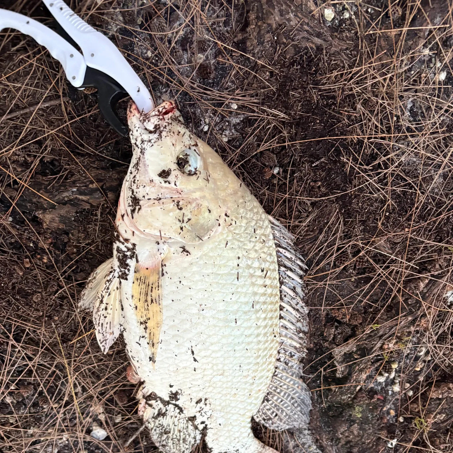 Nile tilapia caught on Fishbrain