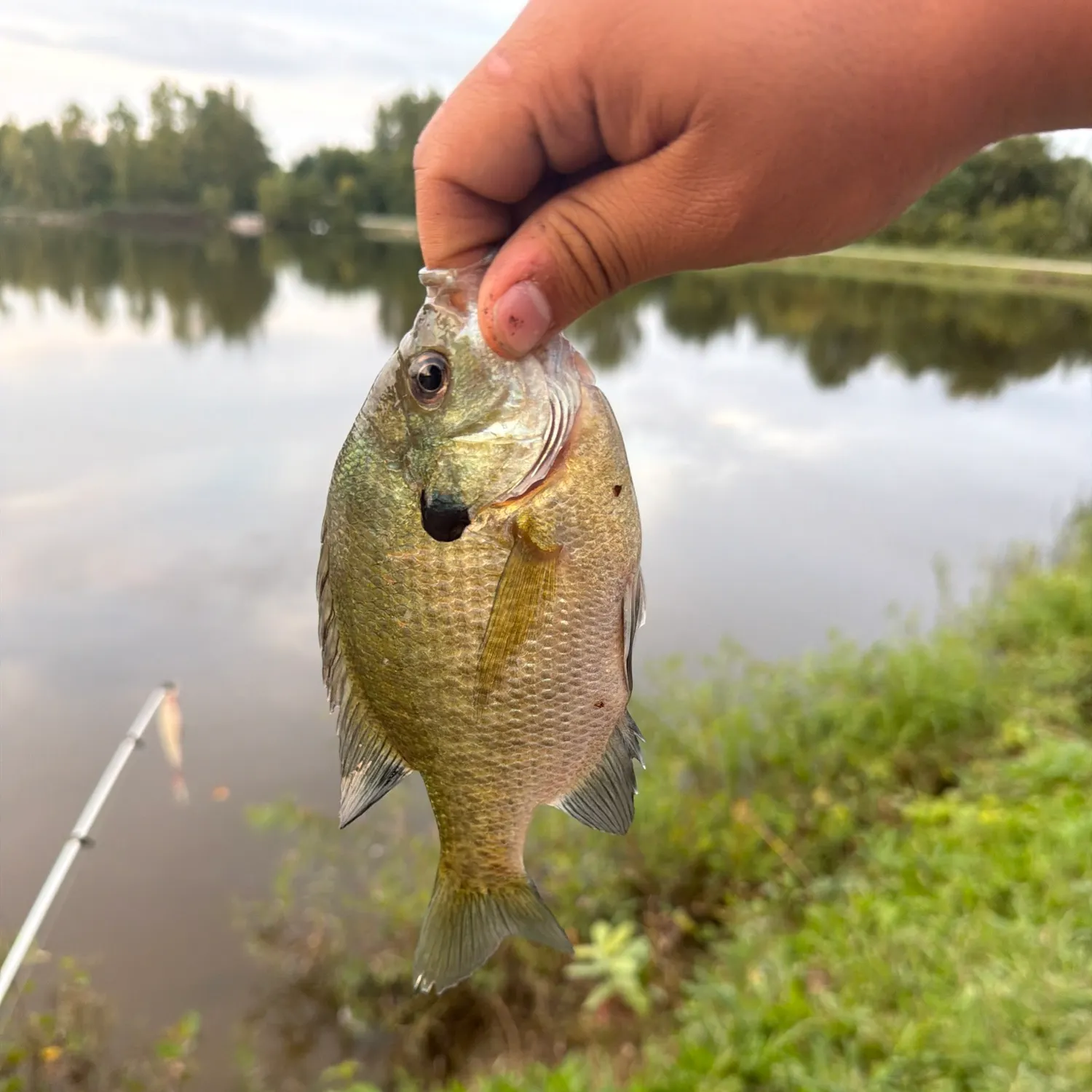 Bluegill caught on Fishbrain